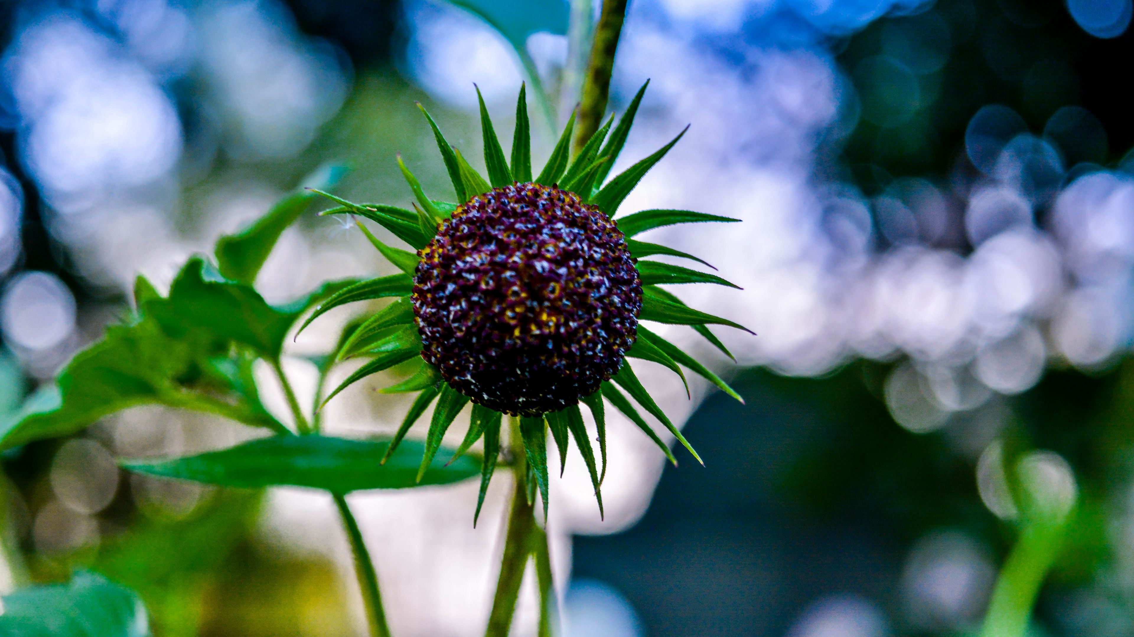 flower, plant, petals, blur, 4k, HD Wallpaper