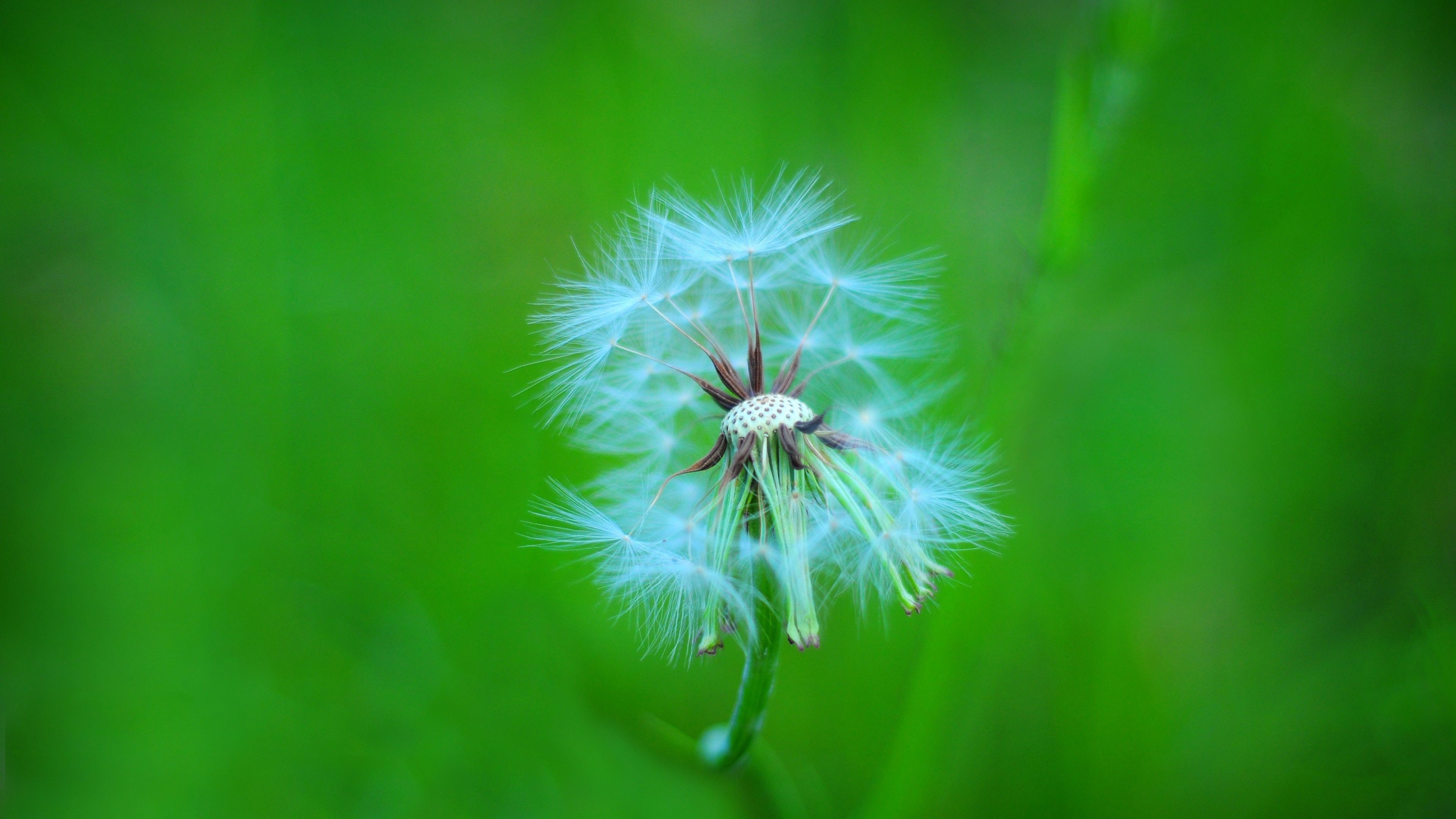 dandelion, macro, feathers, blur, 4k, HD Wallpaper