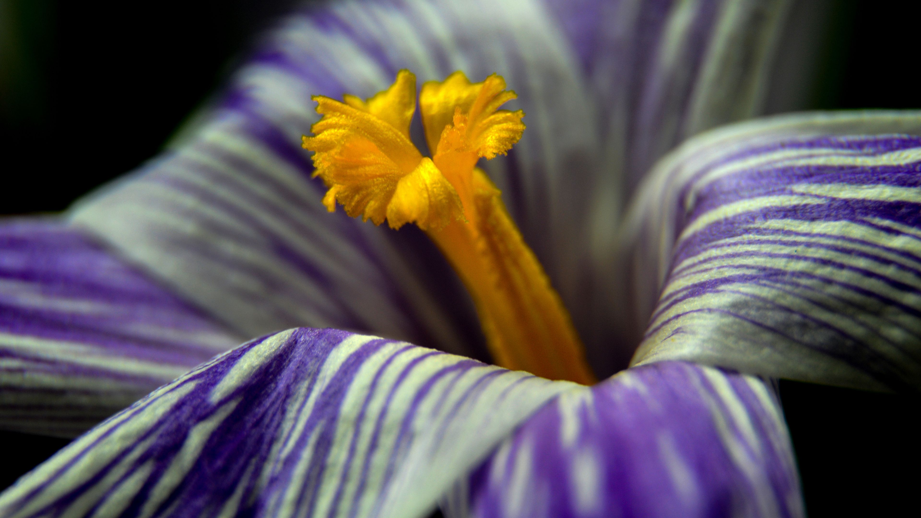 crocus, flower, macro, petals, 4k, HD Wallpaper
