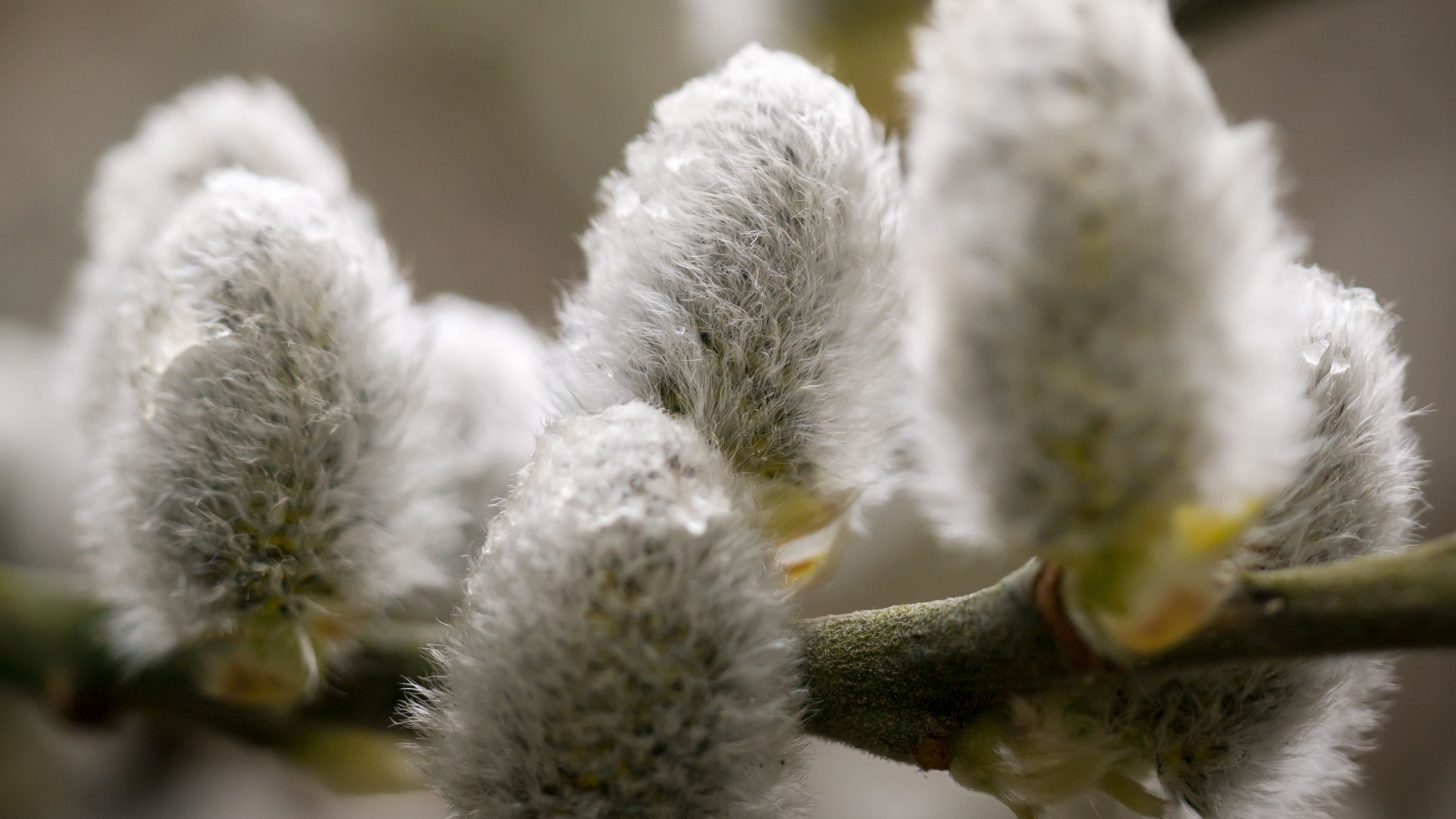 willow, feathers, close-up, drops, 4k, HD Wallpaper