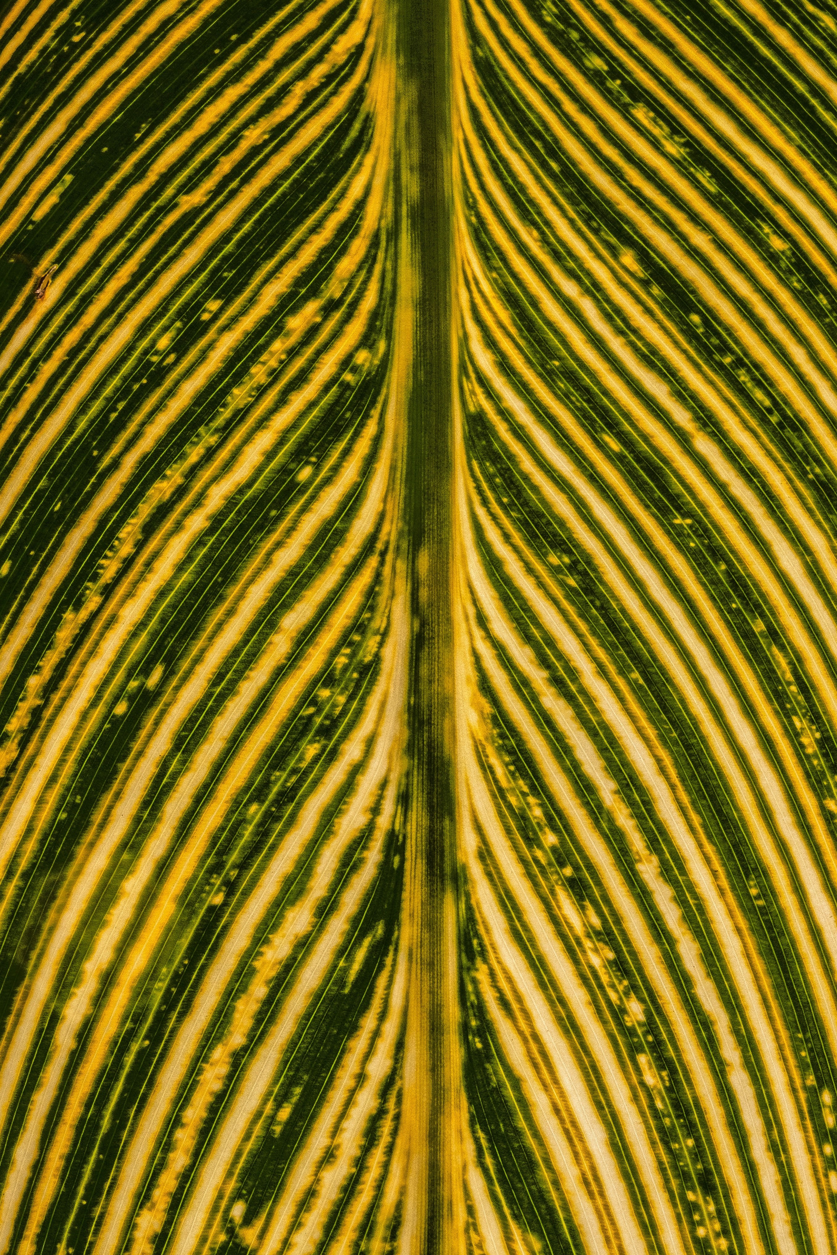 our cells 4k, Phone HD Wallpaper