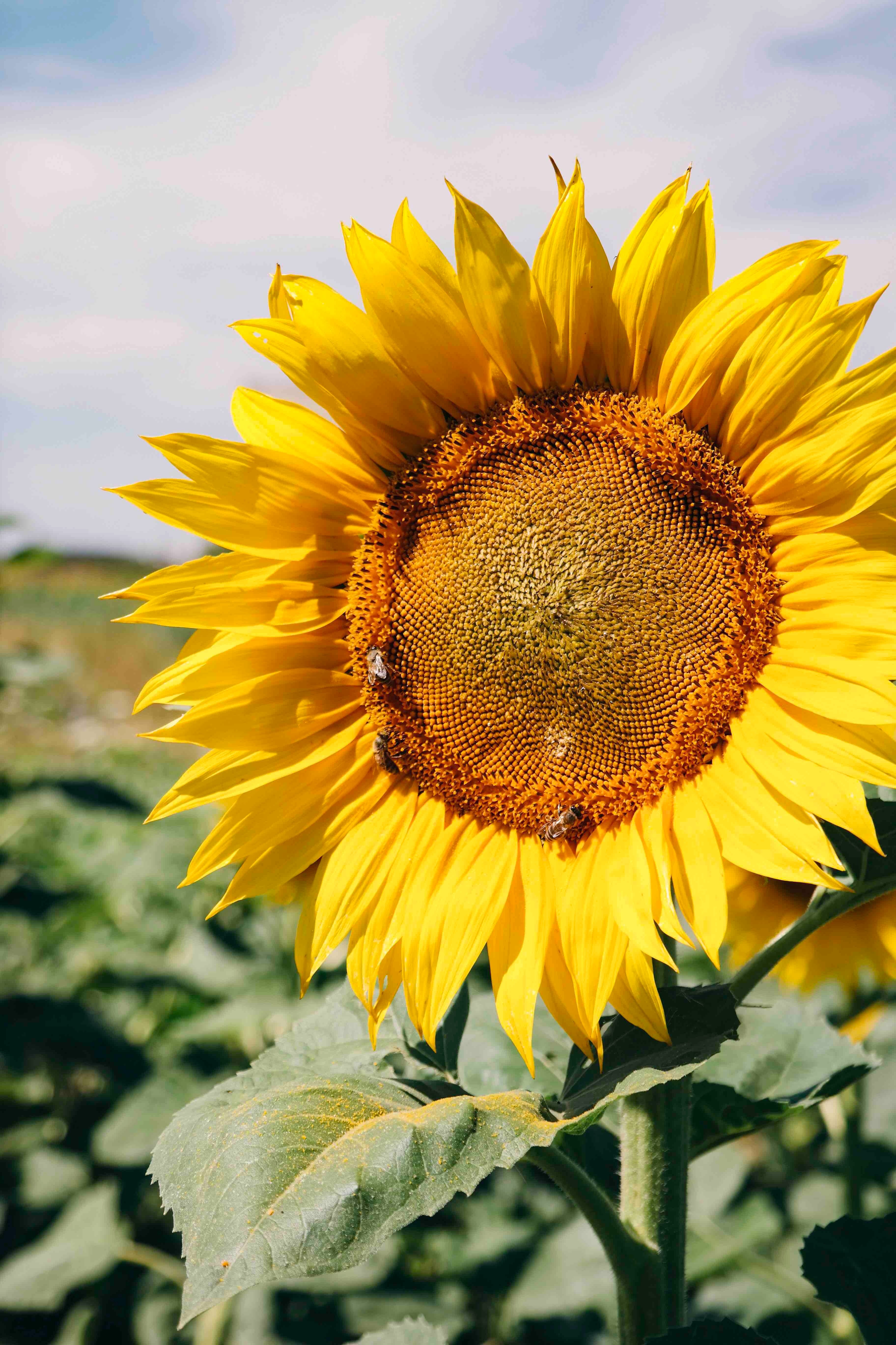 bee nature field of sunflower and field of flower hd, 4k, Phone HD Wallpaper