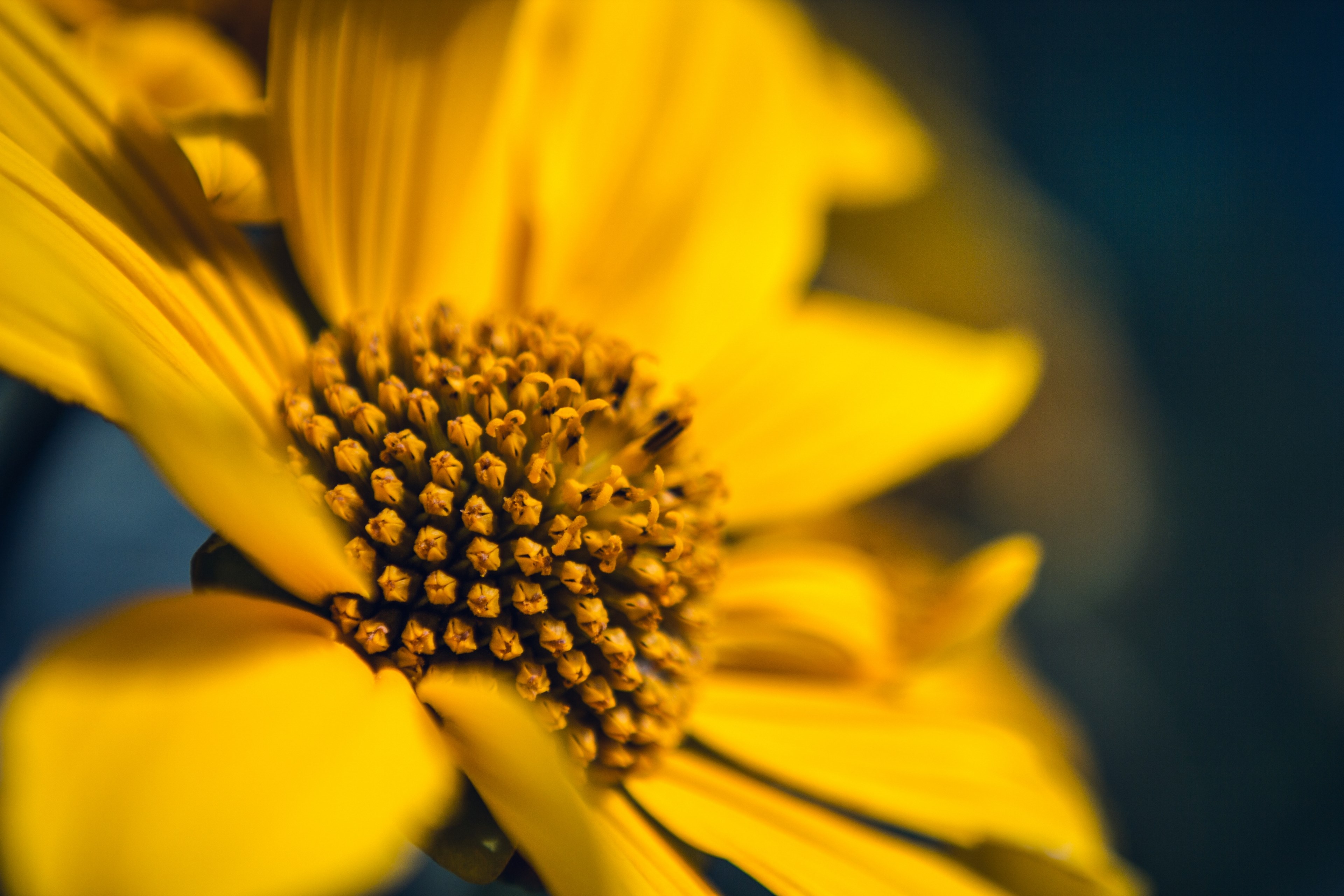 blurry close up of a flower head with yellow center and yellow petals, bright yellow flower in close up 4k, HD Wallpaper