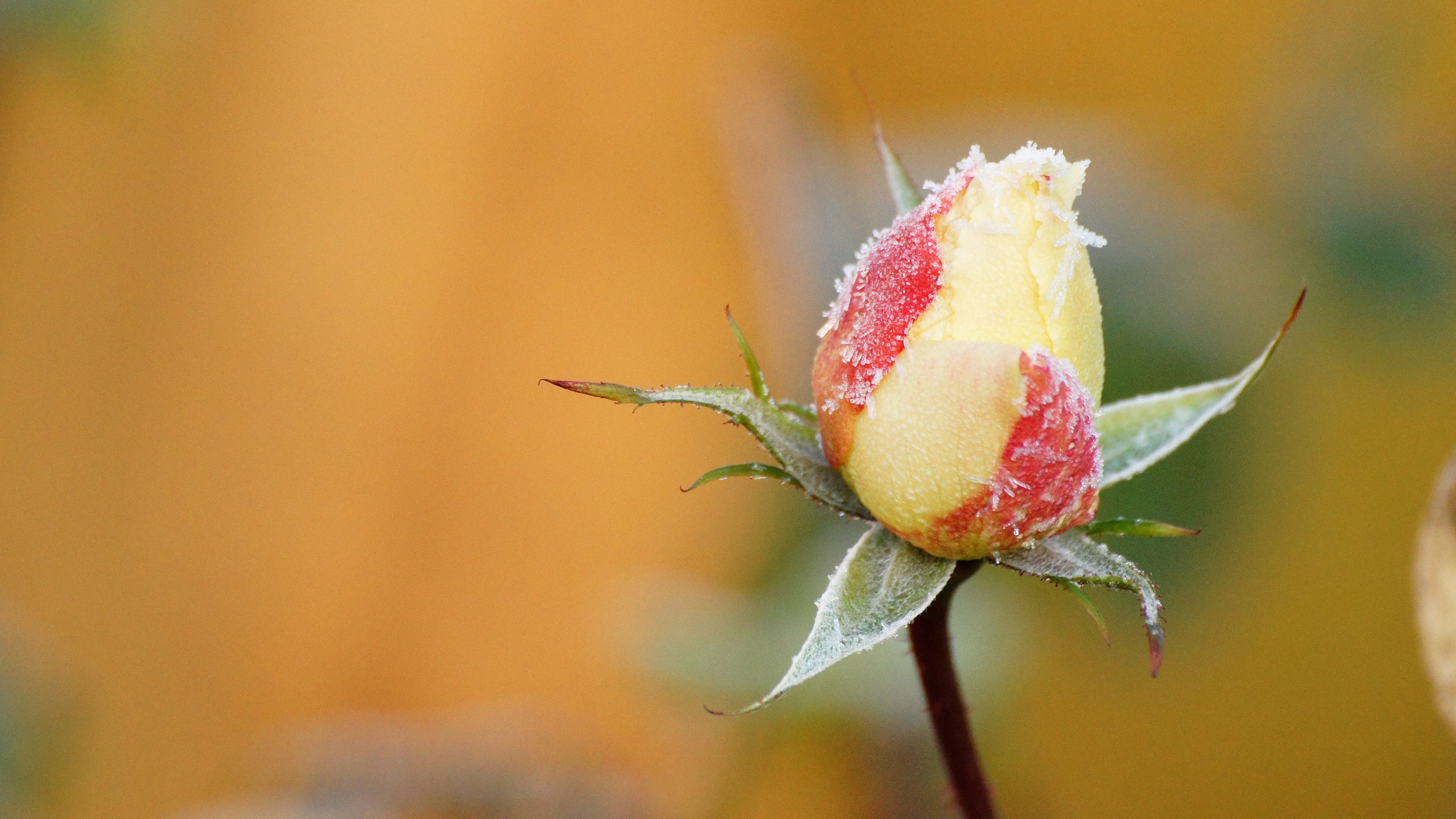rose, flower, bud, frost, 4k, HD Wallpaper