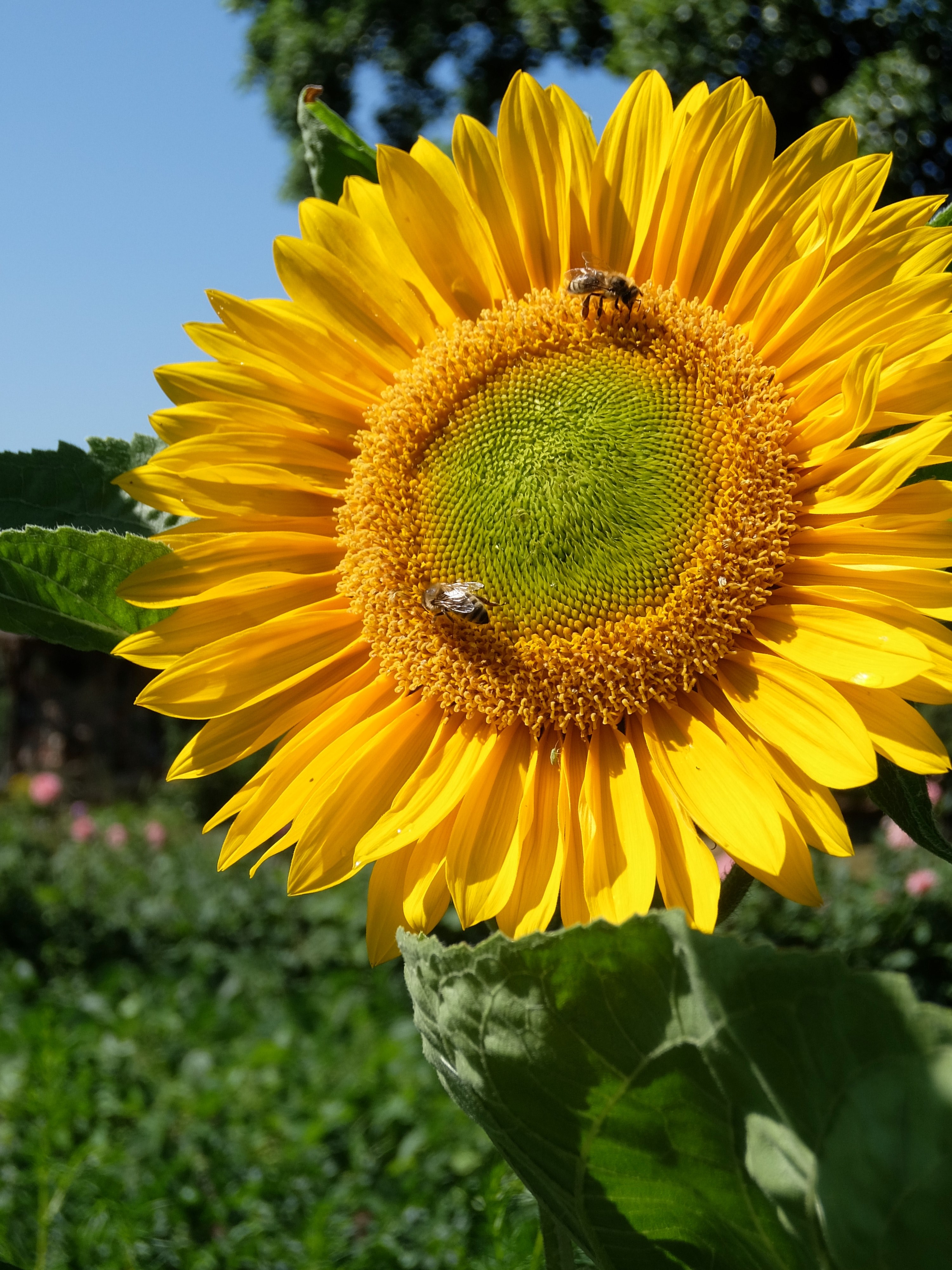 seed petal plant and flower hd, 4k, Phone HD Wallpaper