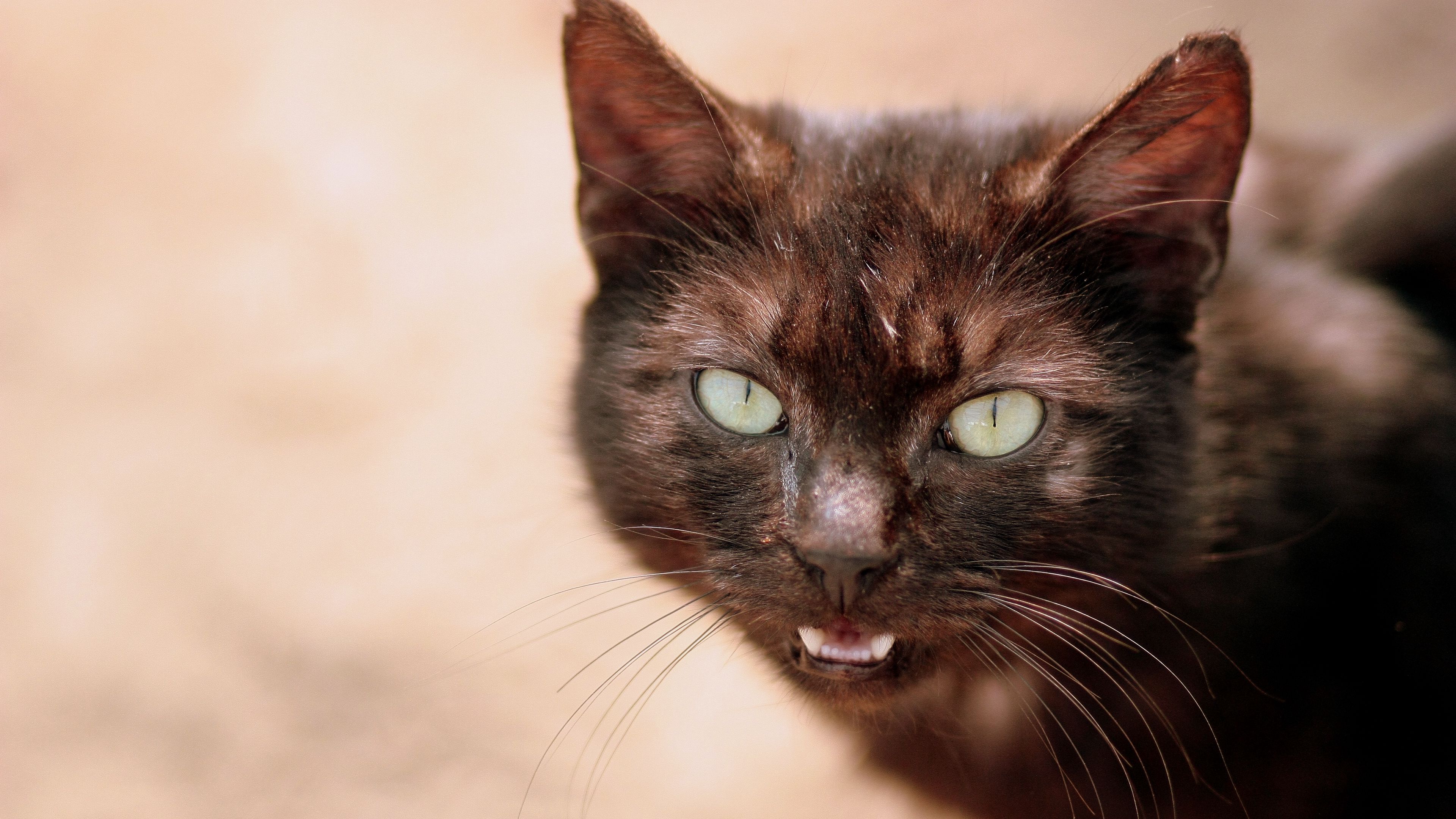 cat, face, eyes, black, 4k, HD Wallpaper