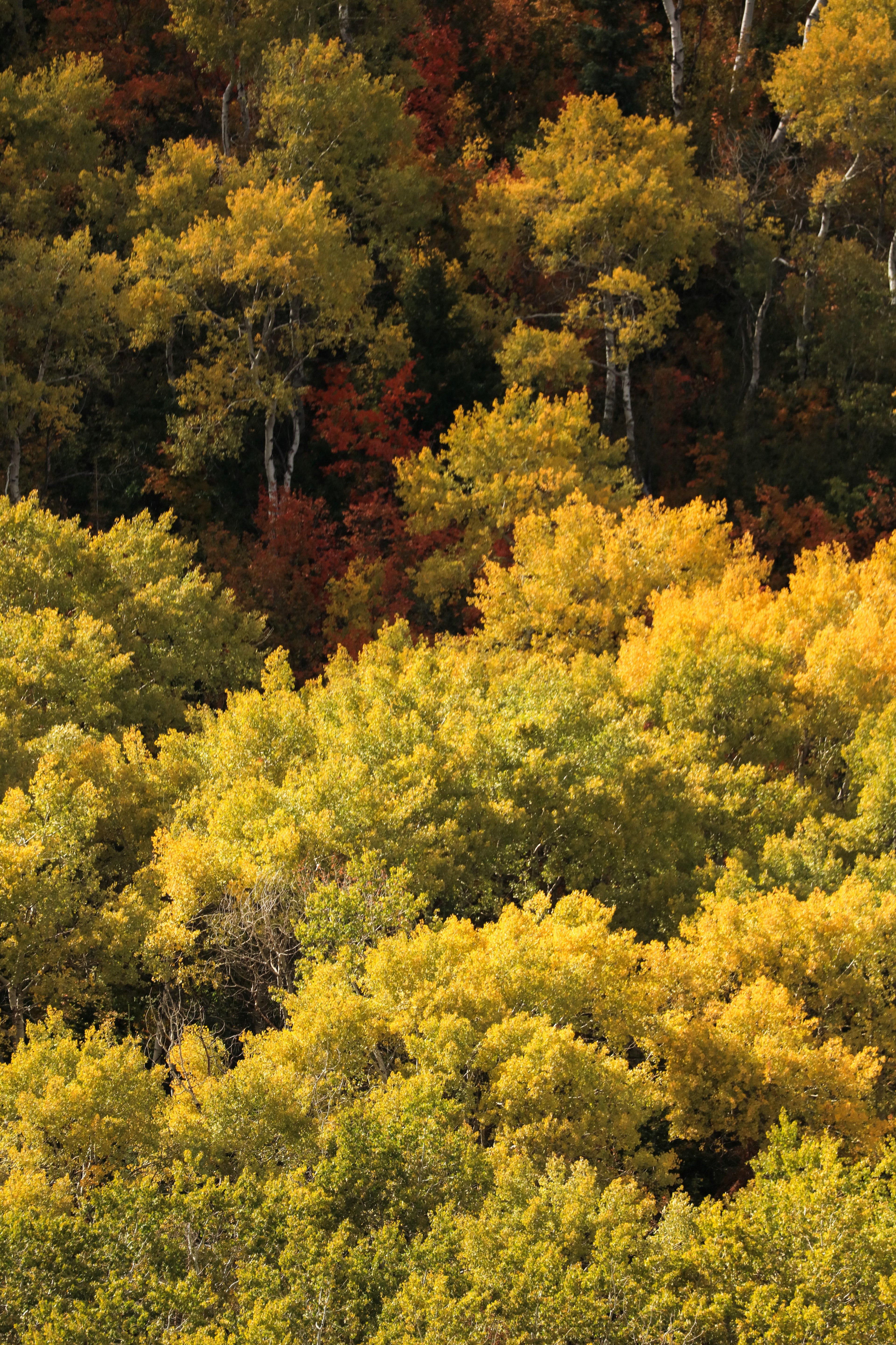 patrick hendry depth autumn 4k, Phone HD Wallpaper