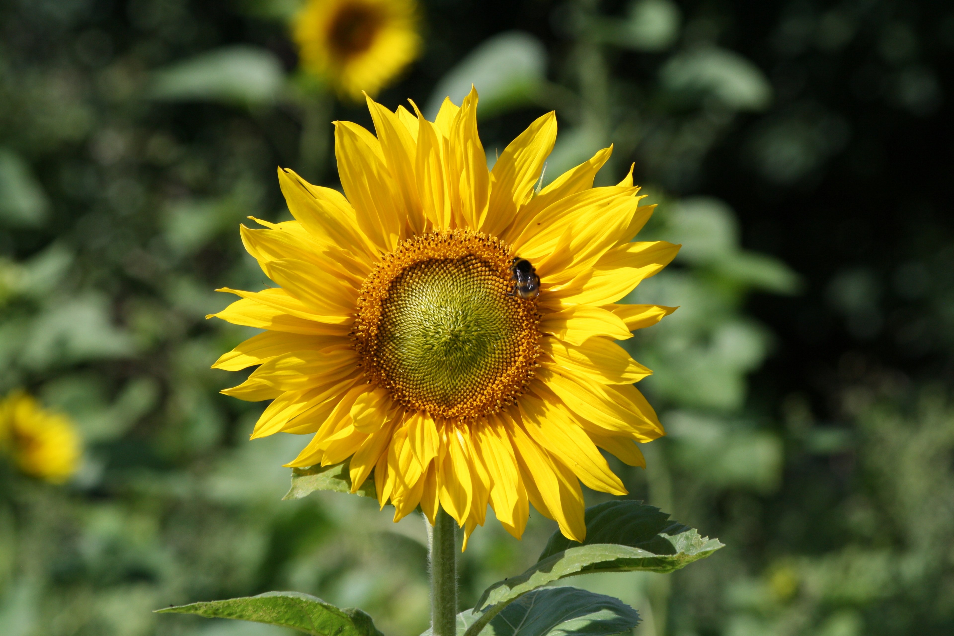 a bee on a sunflower head, sunflower pollen 4k, HD Wallpaper