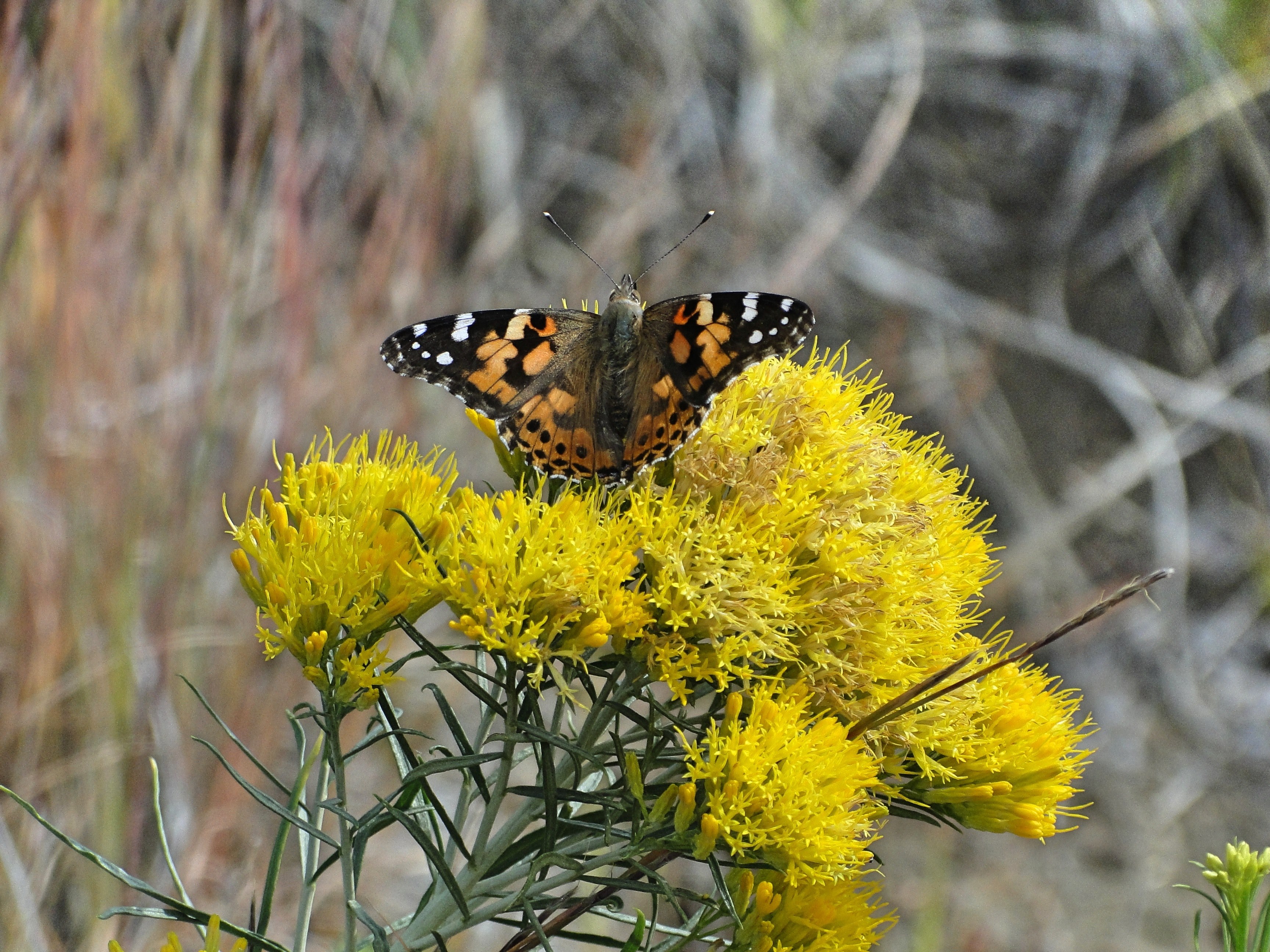 captured during butterfly migration 4k, HD Wallpaper