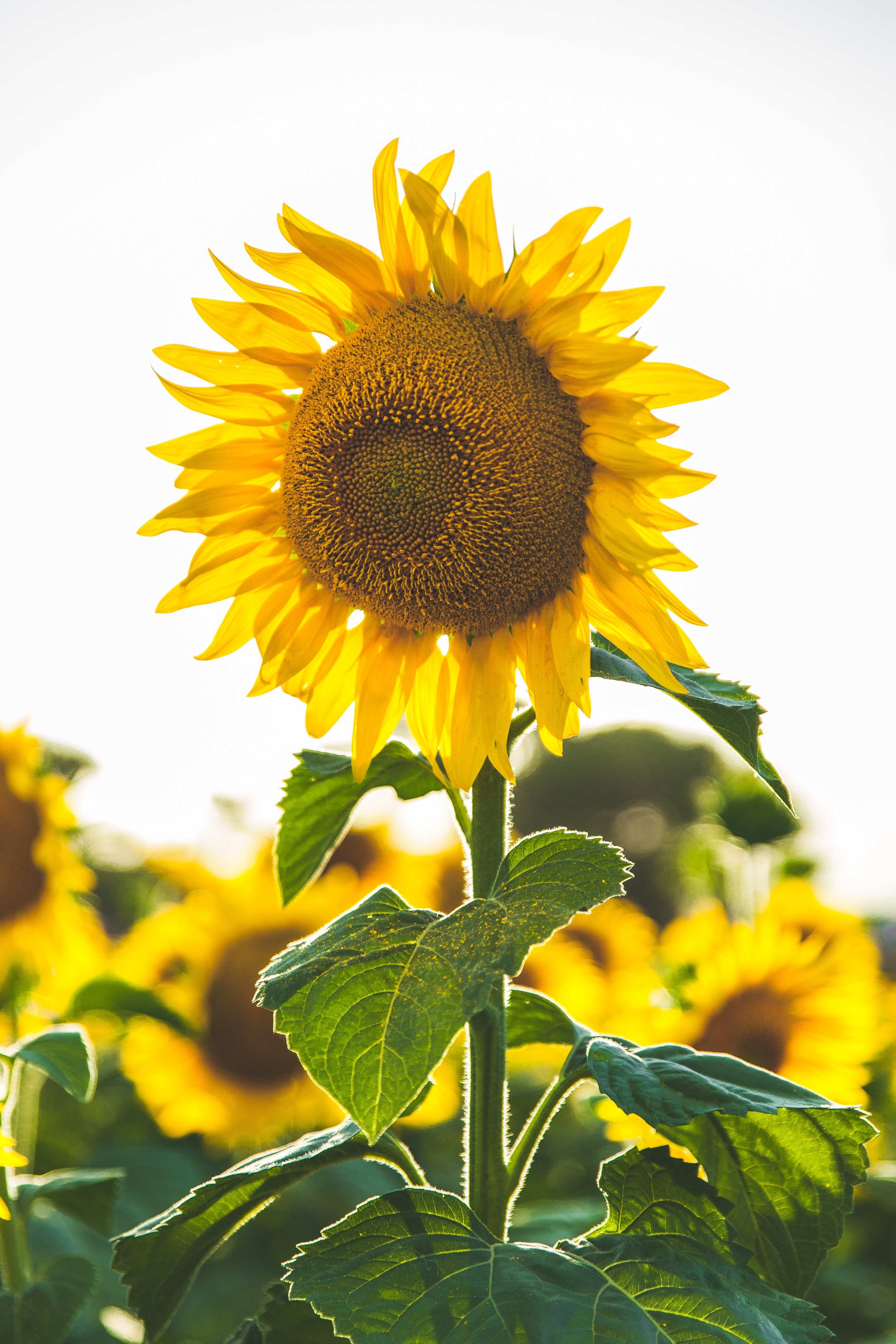 sunflower flower plant and yellow hd, 4k, Phone HD Wallpaper
