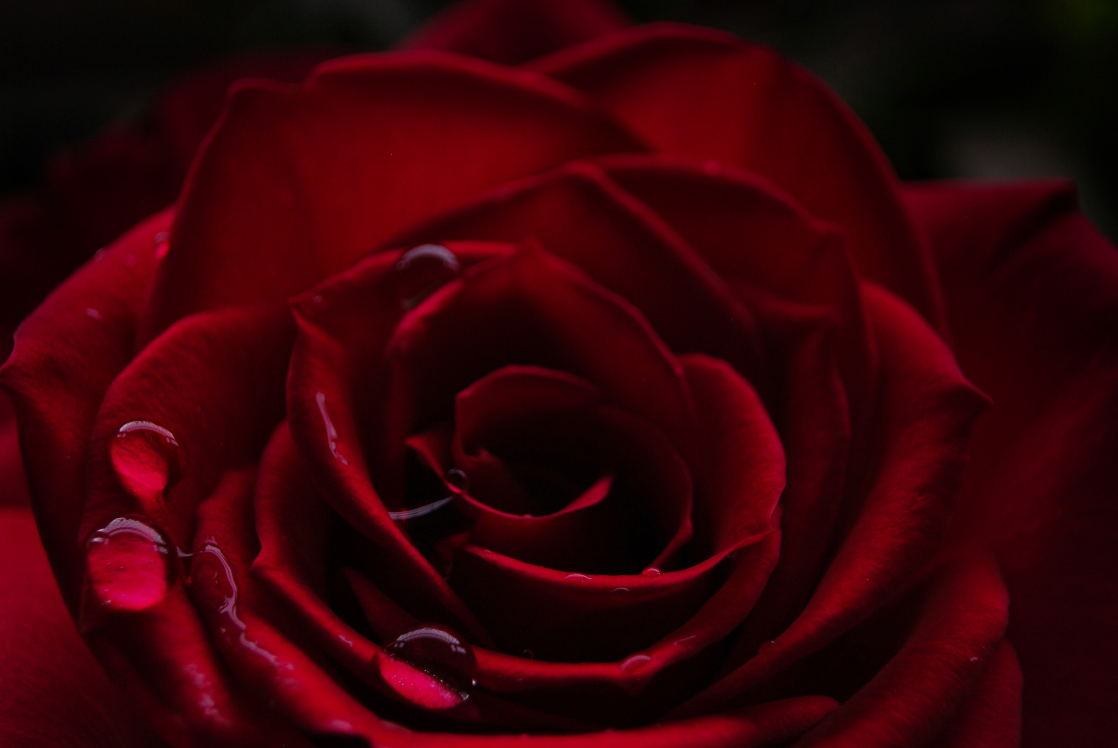 burgundy rose 4k, HD Wallpaper