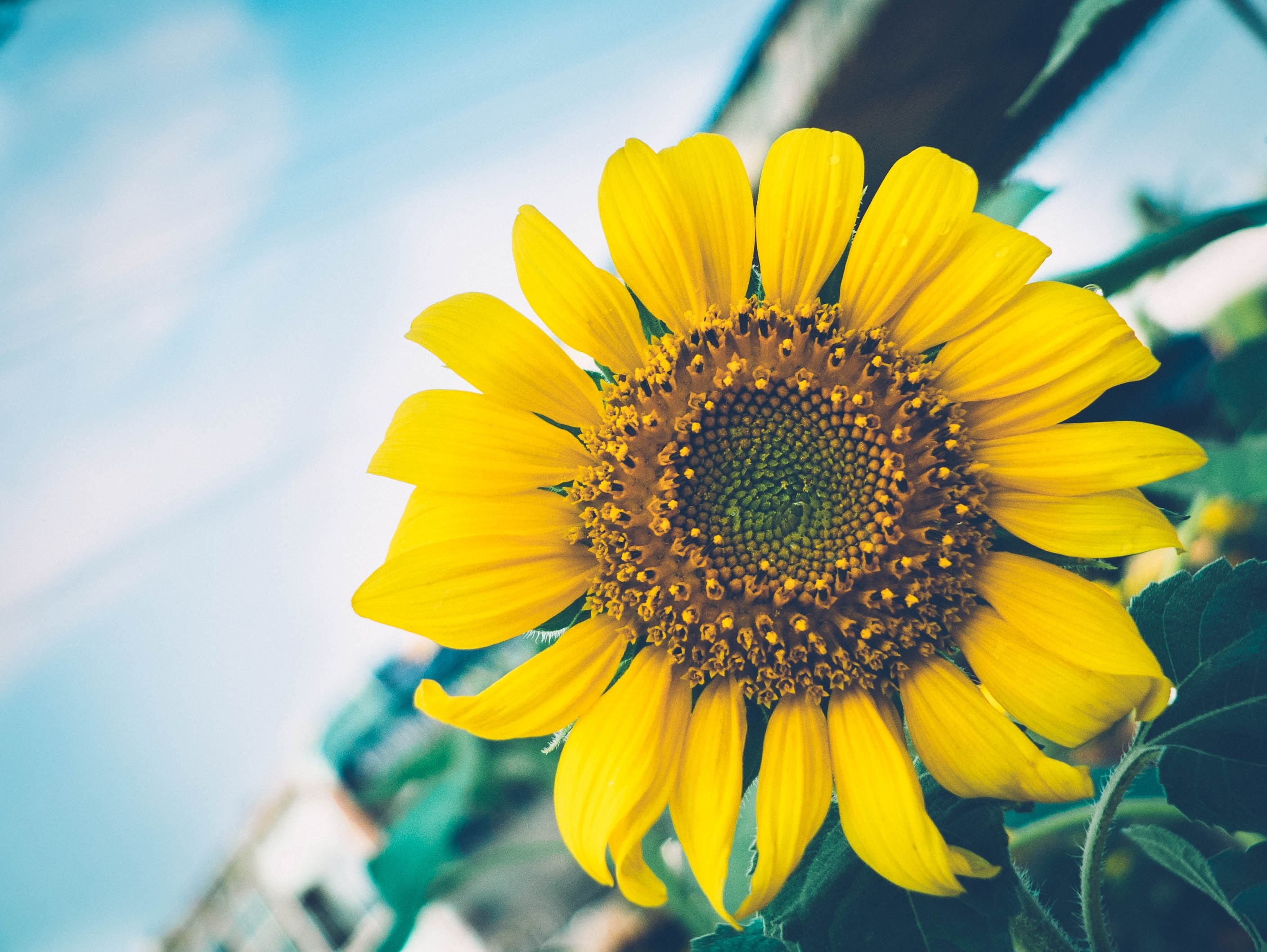 close up of a large sunflower head, sunflower in bloom 4k, HD Wallpaper