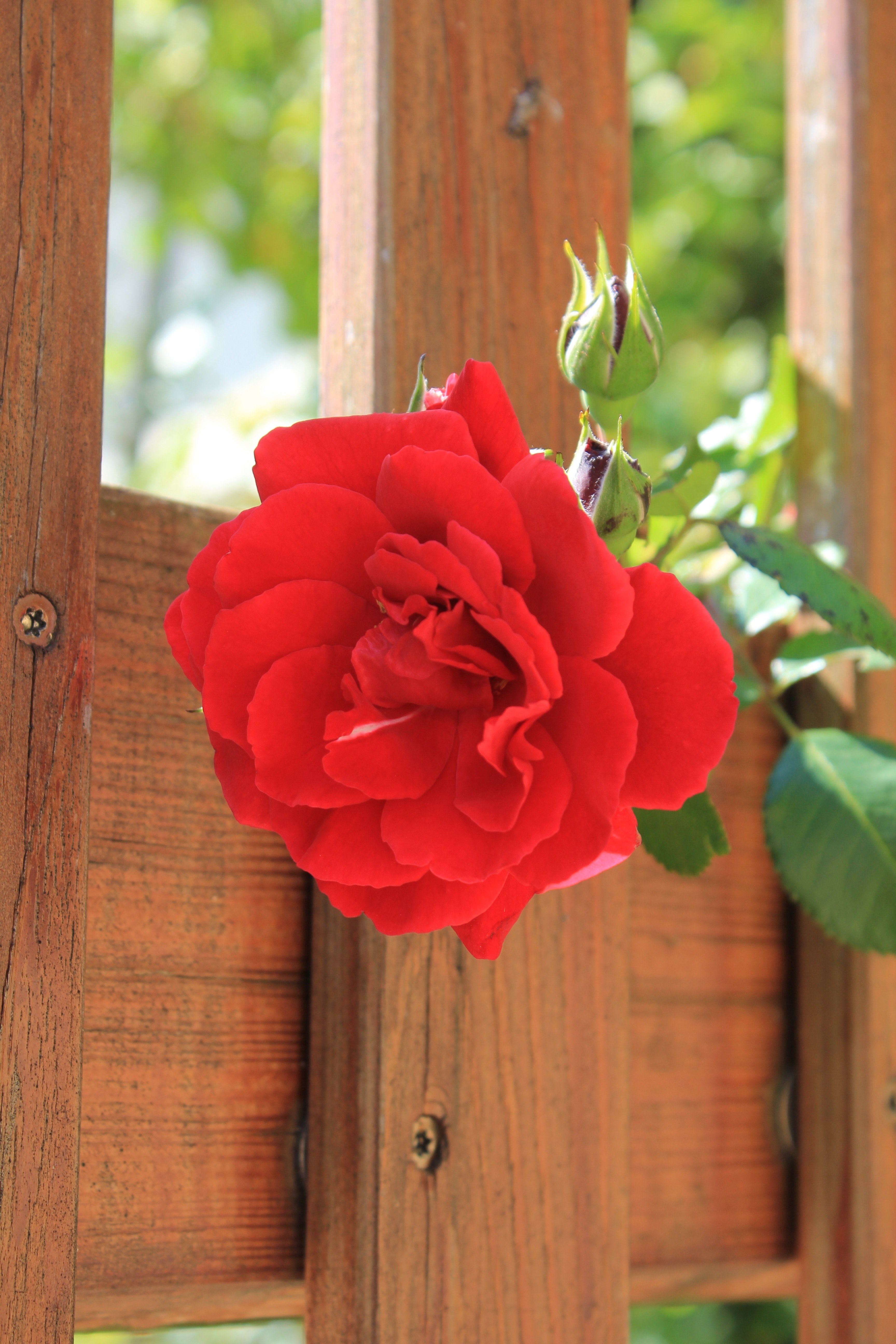 petal rose flower and bud hd, 4k, Phone HD Wallpaper
