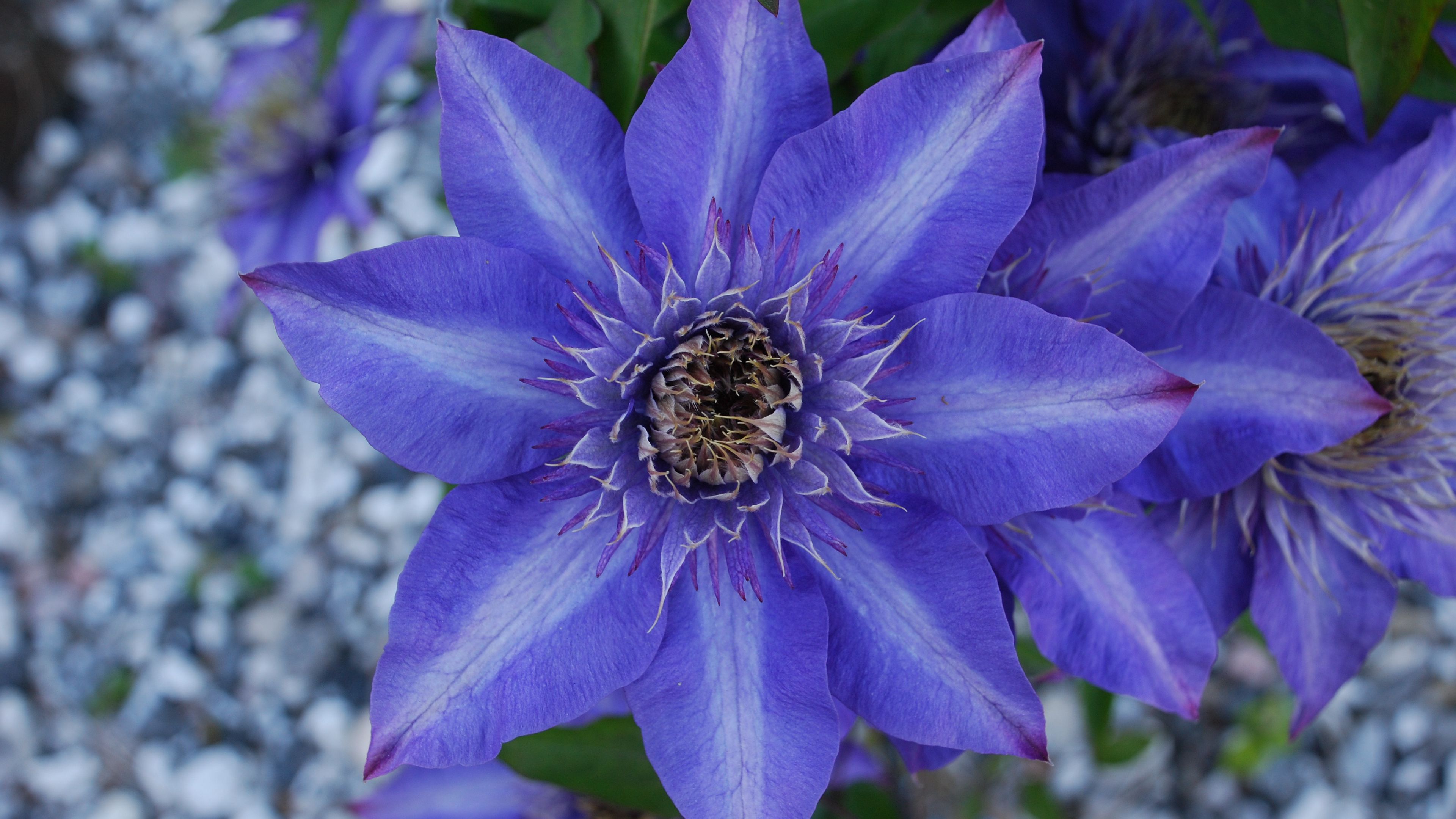 clematis, royalty, flower, petals, 4k, HD Wallpaper