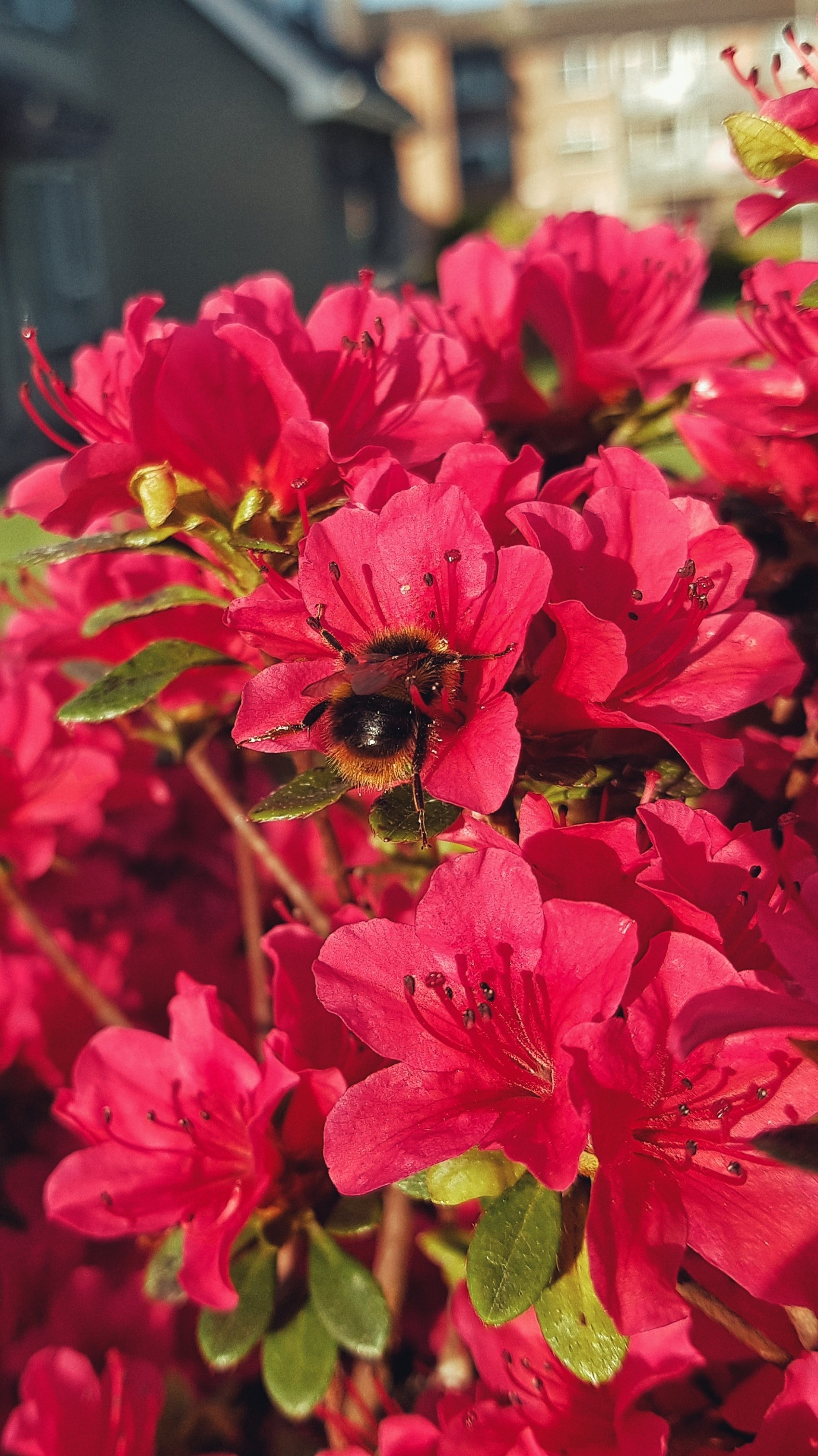 garden plant petal and flower hd, 4k, Phone HD Wallpaper