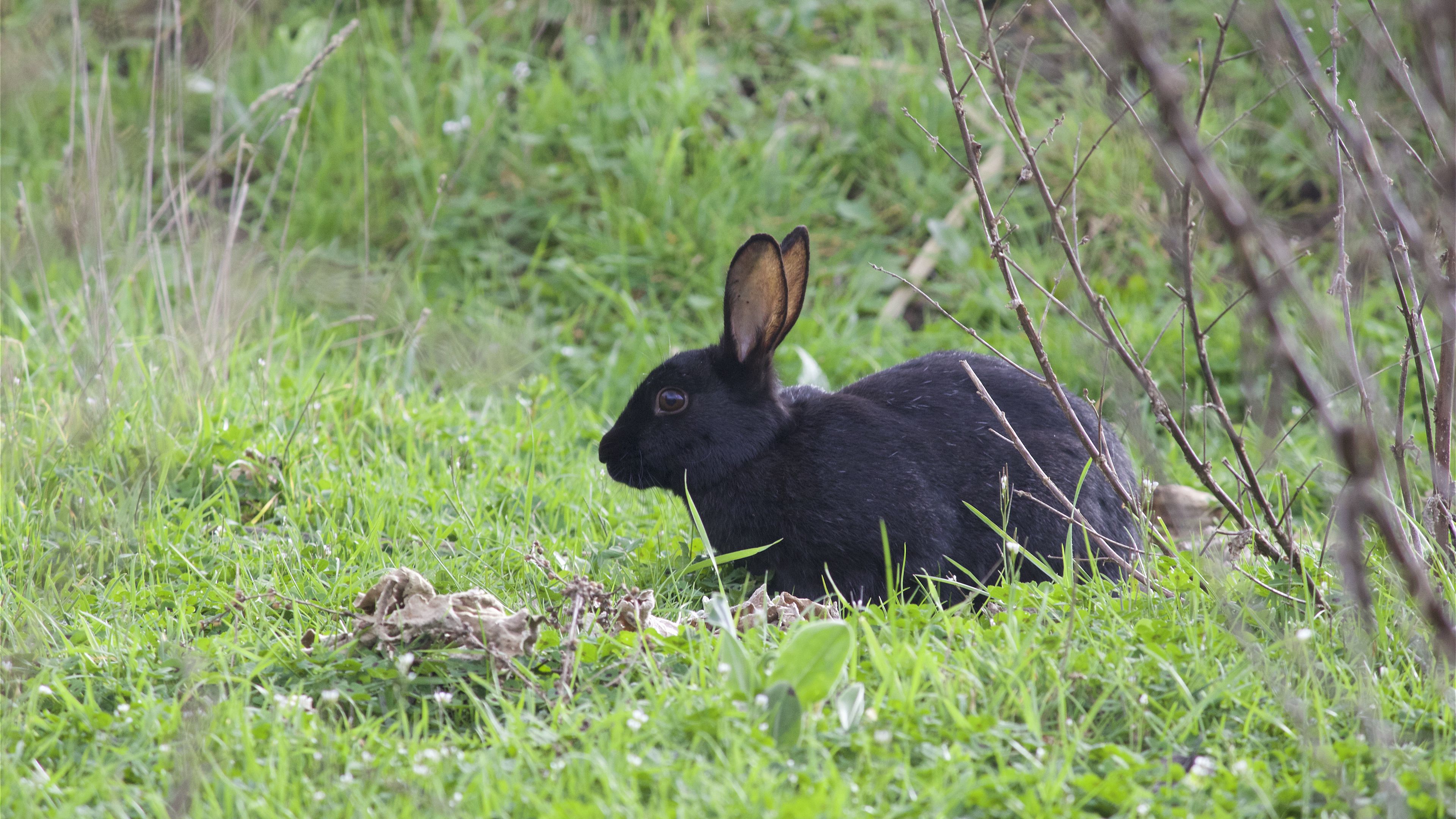 wild rabbit, rabbit, grass, 4k, HD Wallpaper
