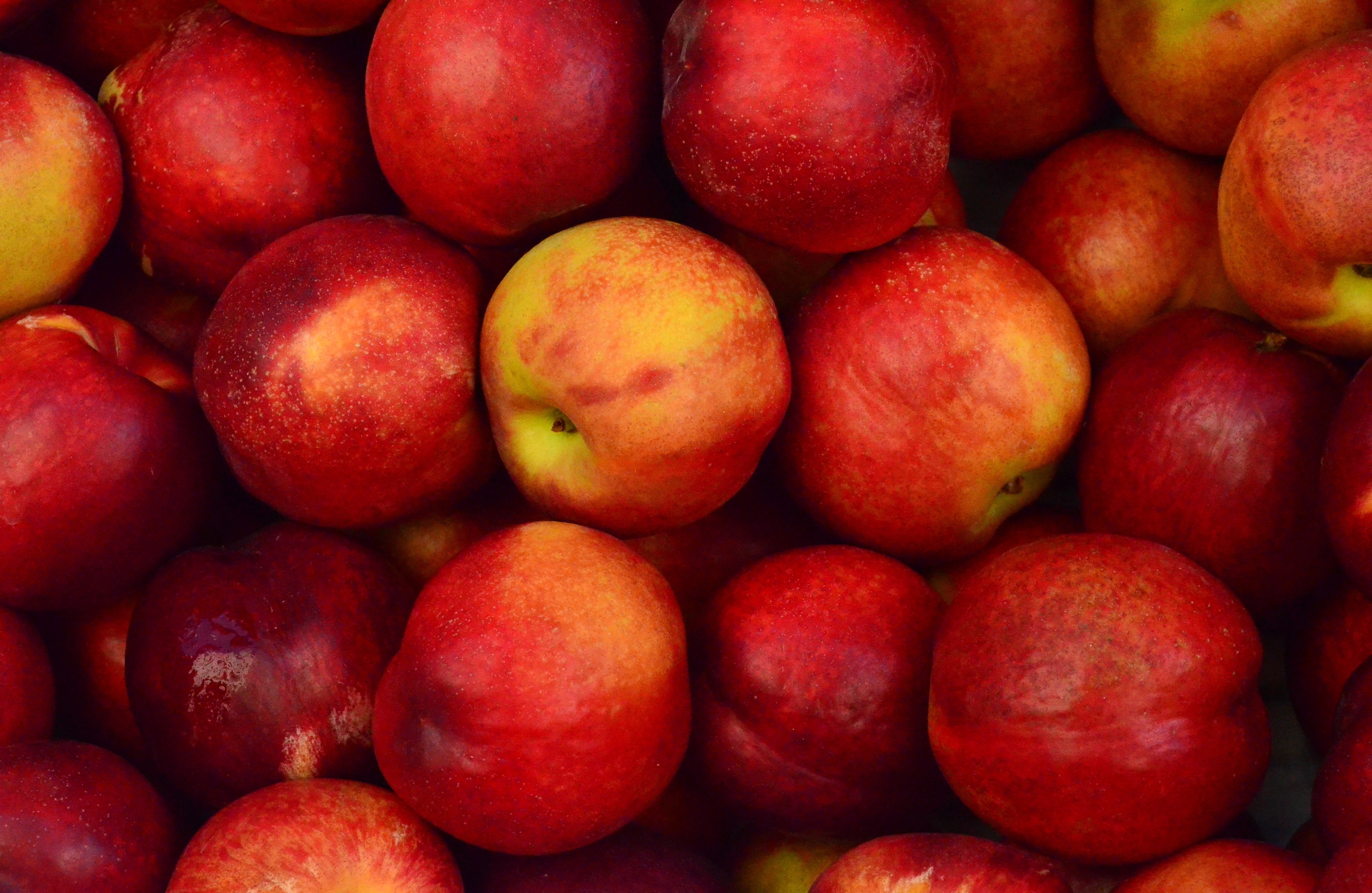 a collection of red juicy and fresh apples, fresh red apples 4k, HD Wallpaper
