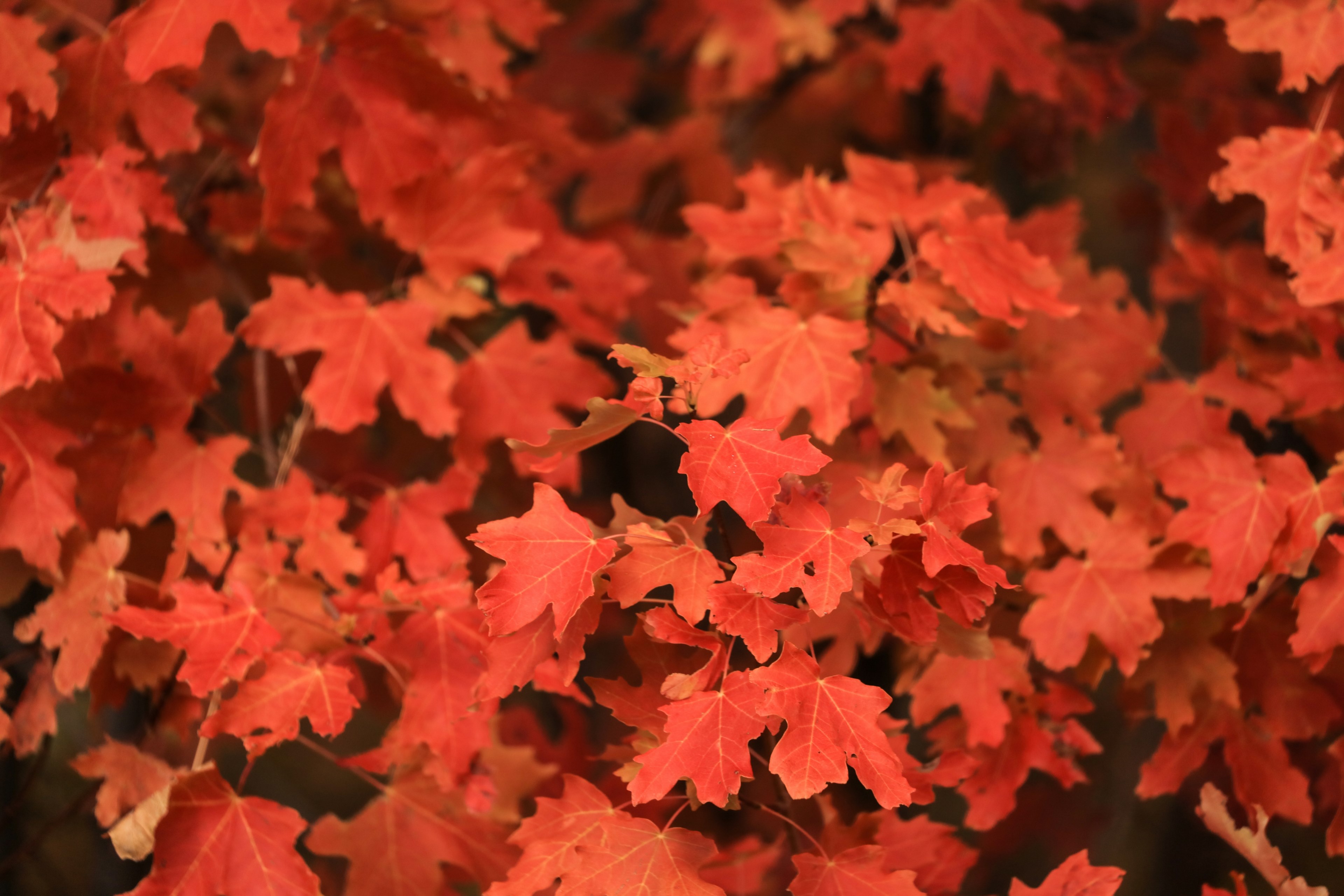 patrick hendry textured red 4k, HD Wallpaper
