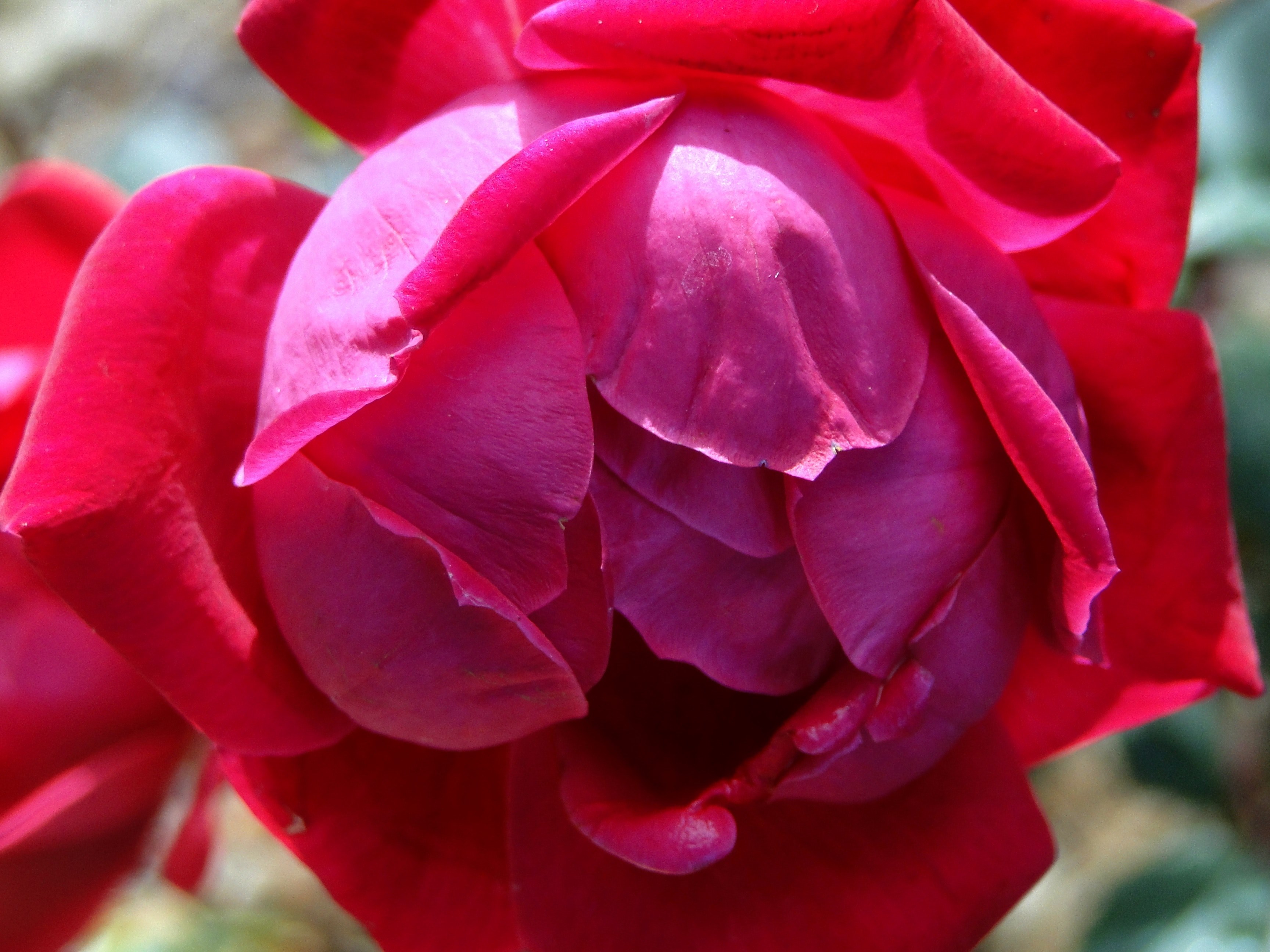 stop and smell the roses 4k, HD Wallpaper