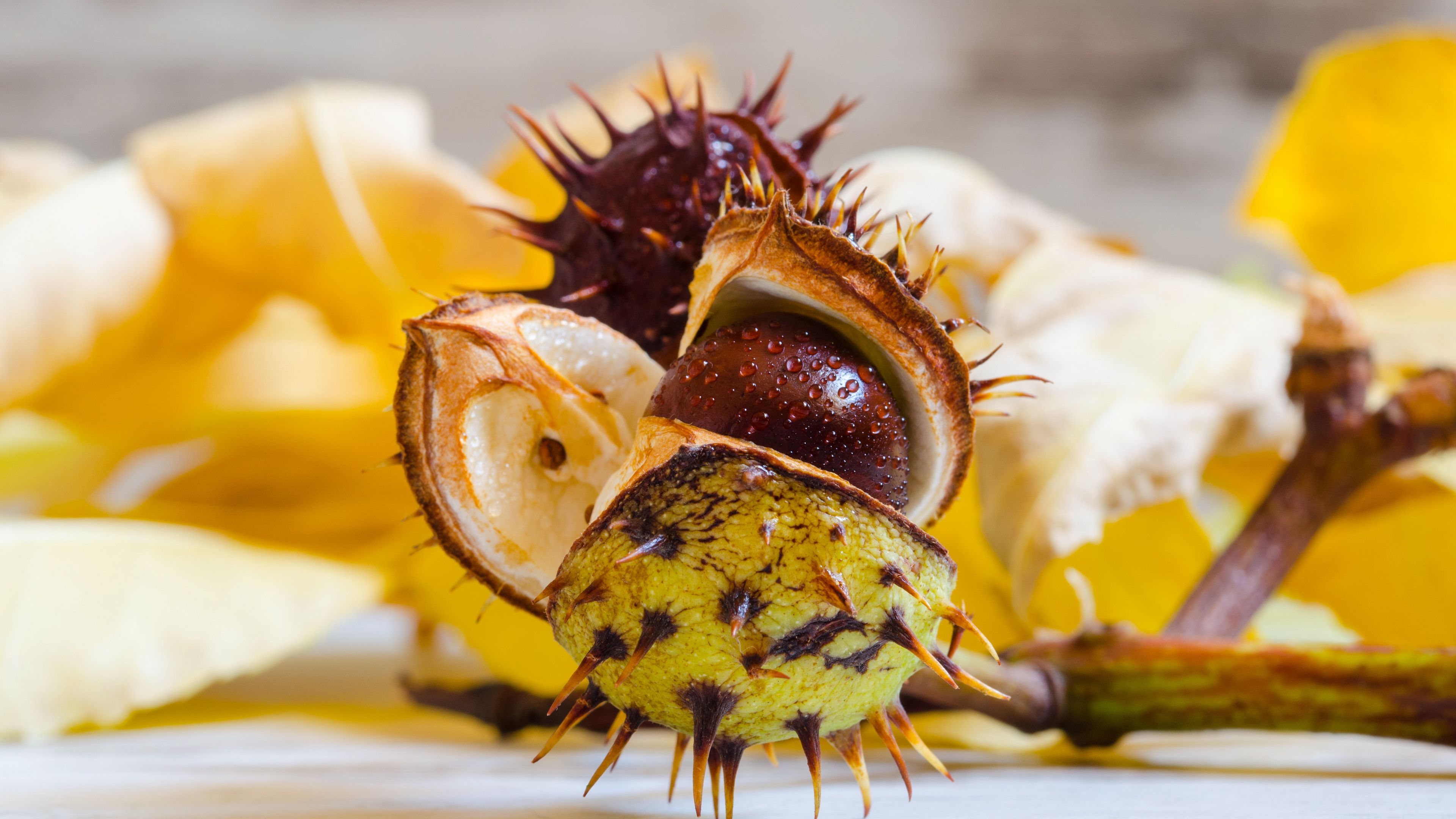 chestnut, horse chestnut, seeds, 4k, HD Wallpaper