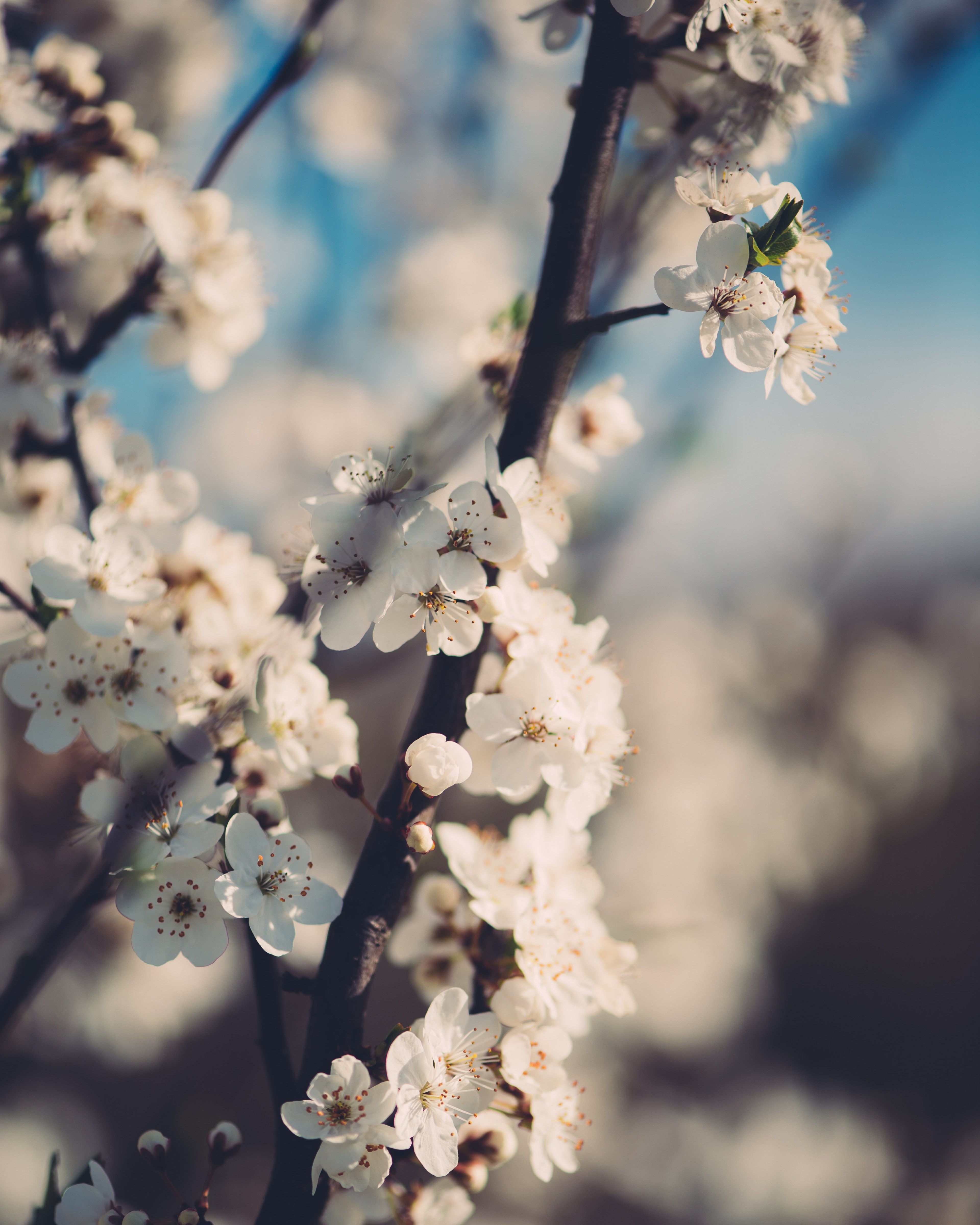 tree nature and flower hd, 4k, Phone HD Wallpaper