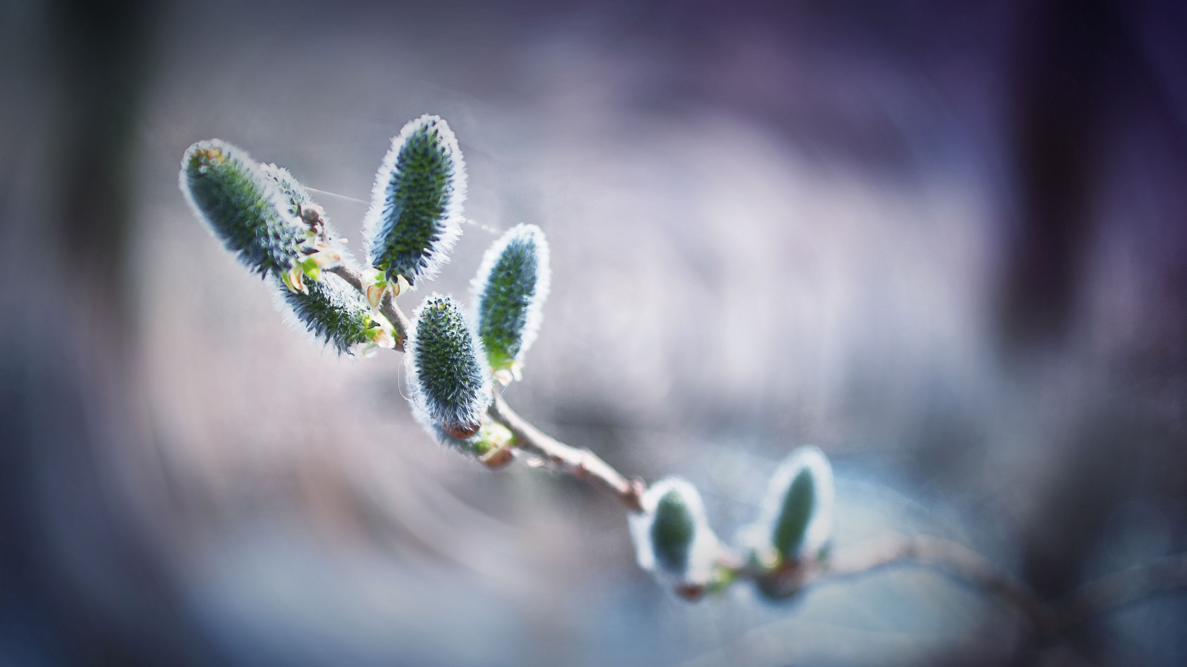 willow, web, close-up, 4k, HD Wallpaper