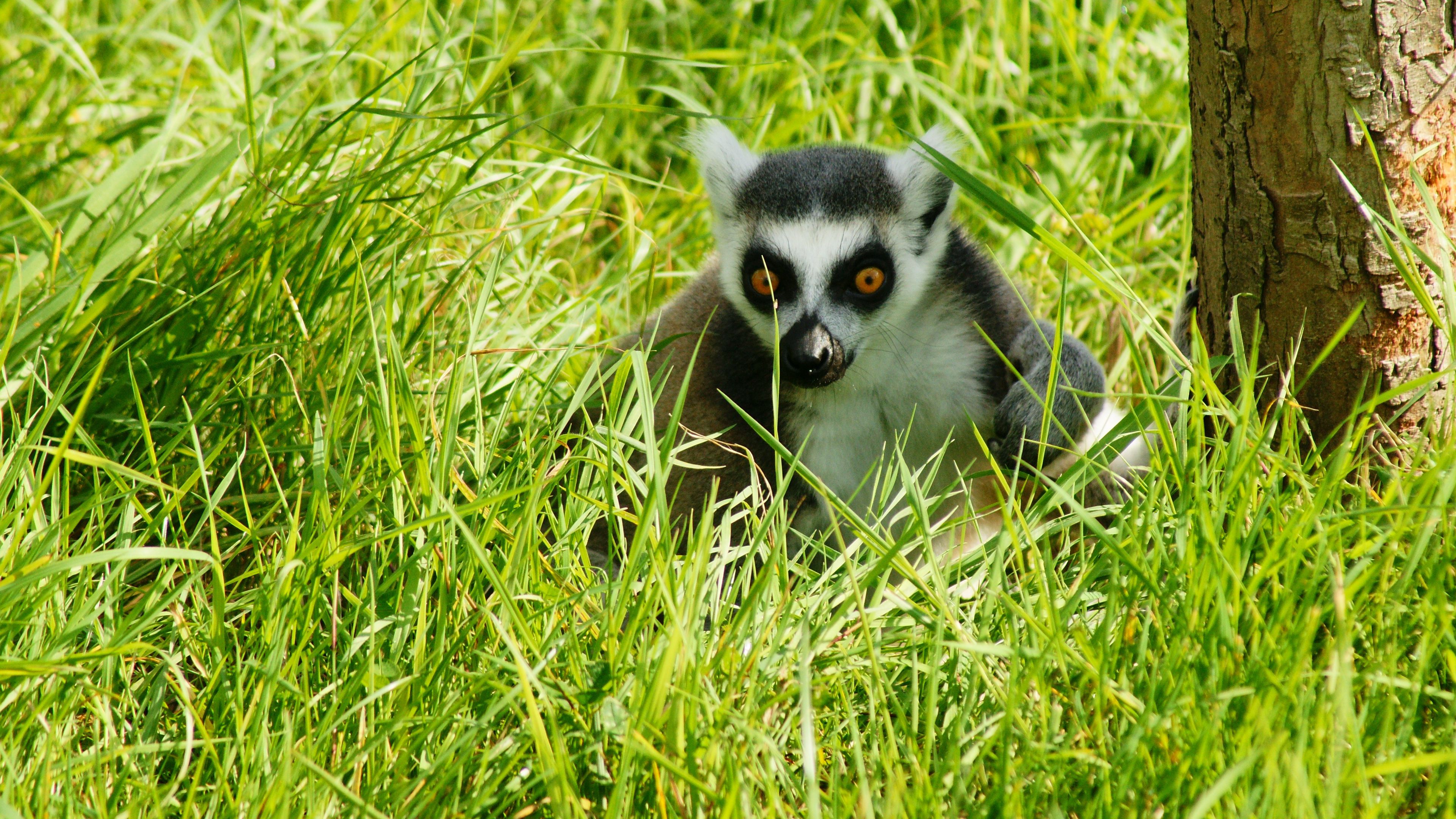 lemur, grass, animal, shadow, 4k, HD Wallpaper