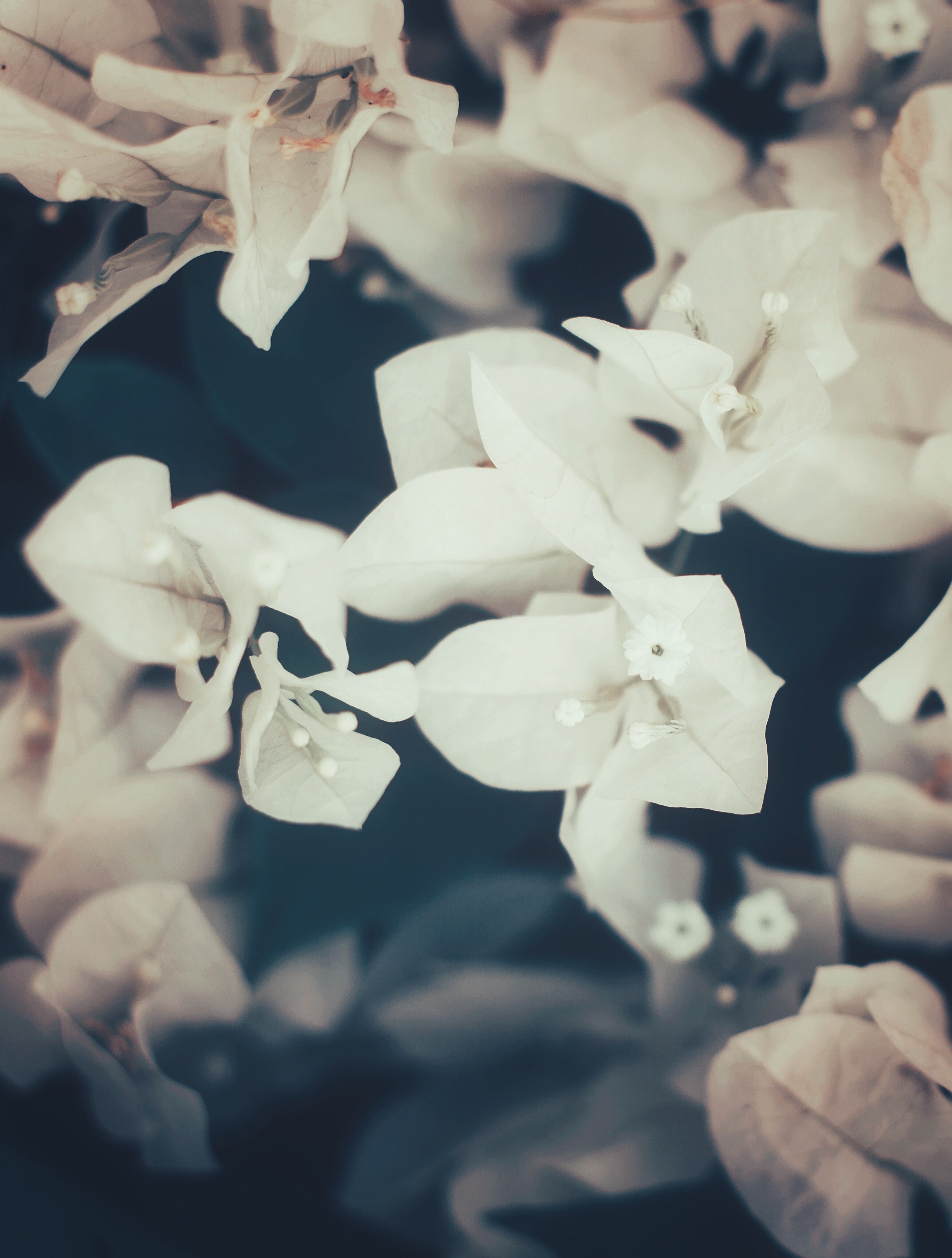 white garden nature and petal hd, 4k, Phone HD Wallpaper