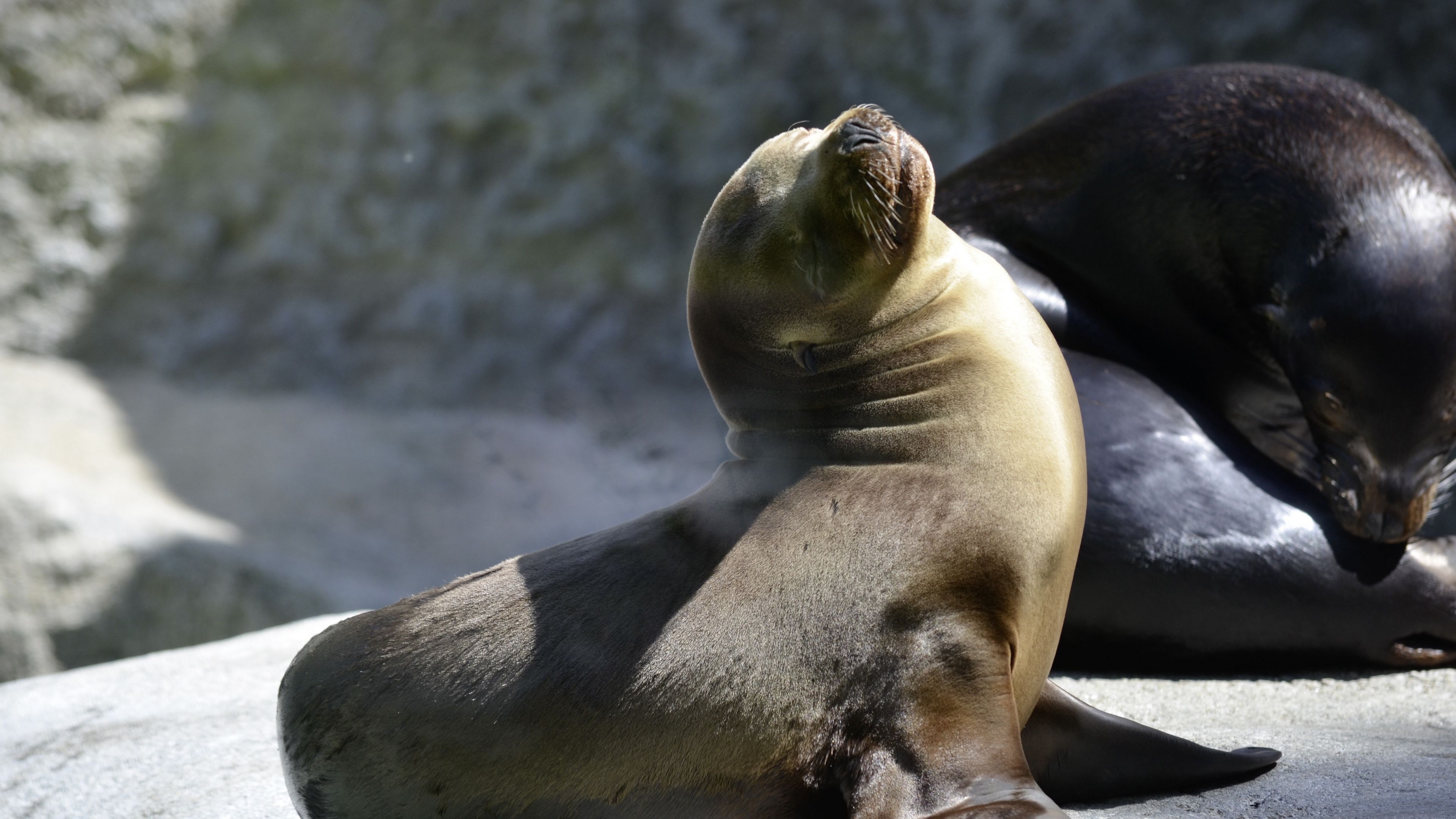 fur seal, playful, couple, 4k, HD Wallpaper