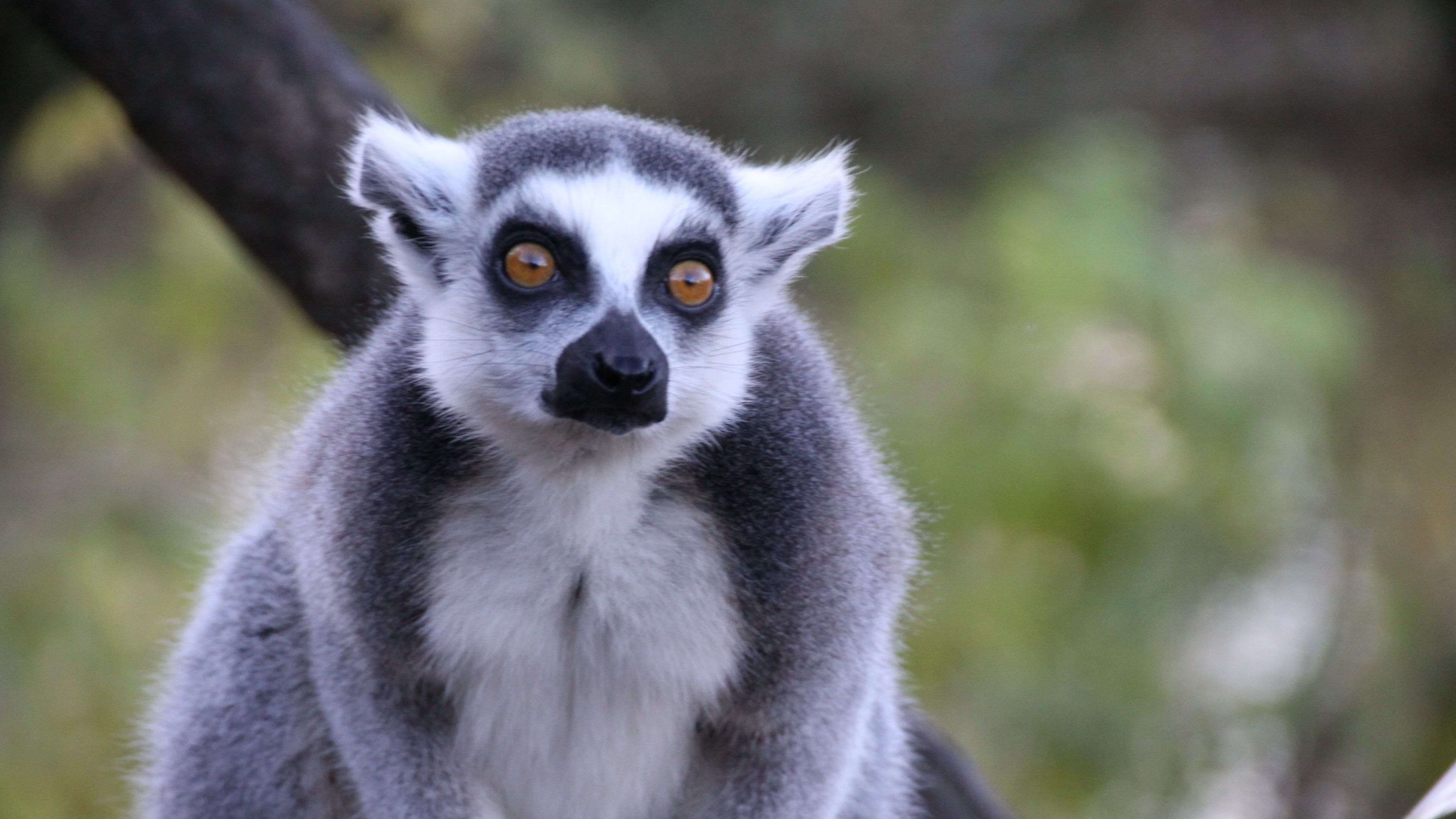 lemur, look, animal, 4k, HD Wallpaper