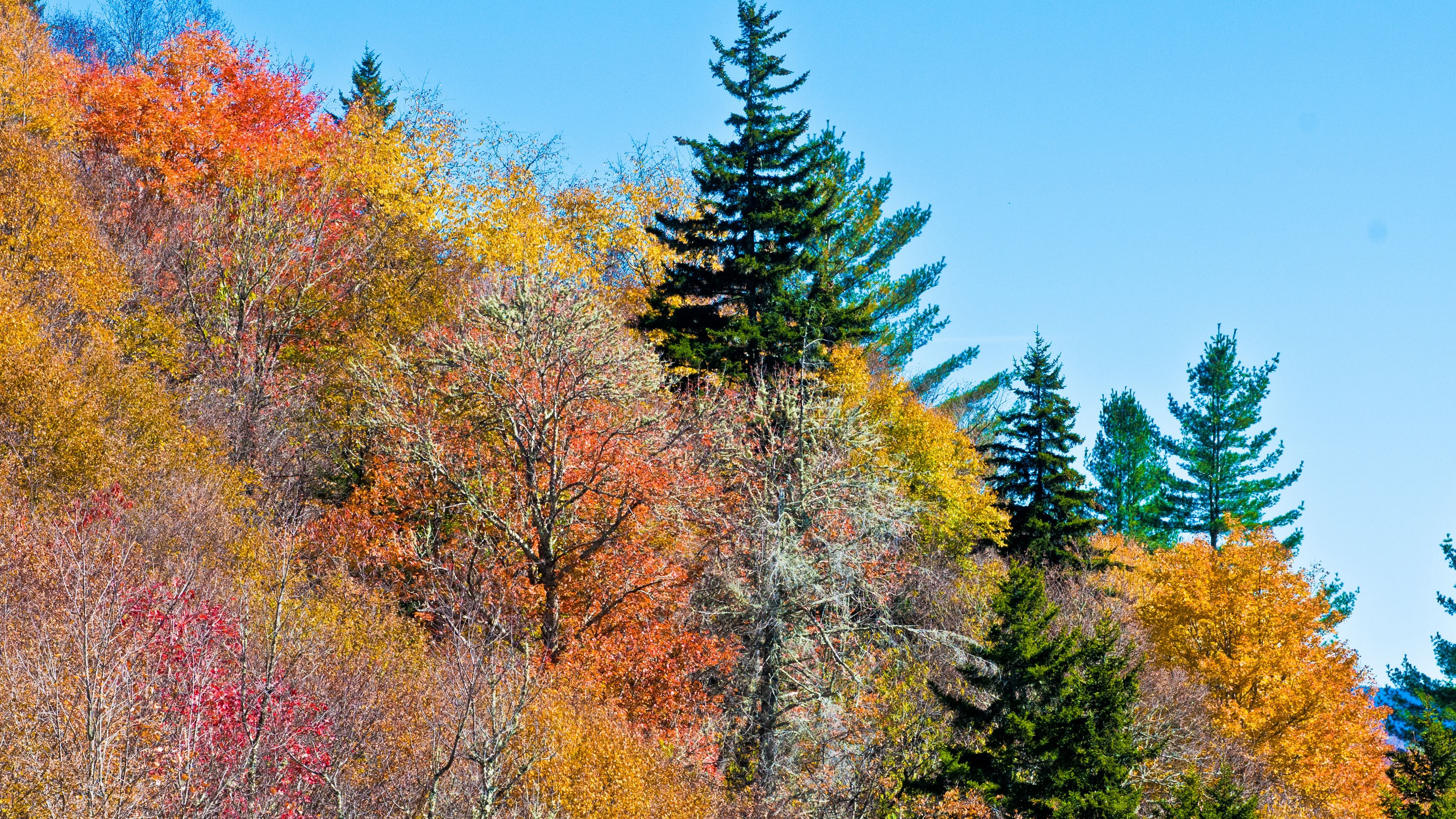 nature, trees, autumn, 4k, HD Wallpaper