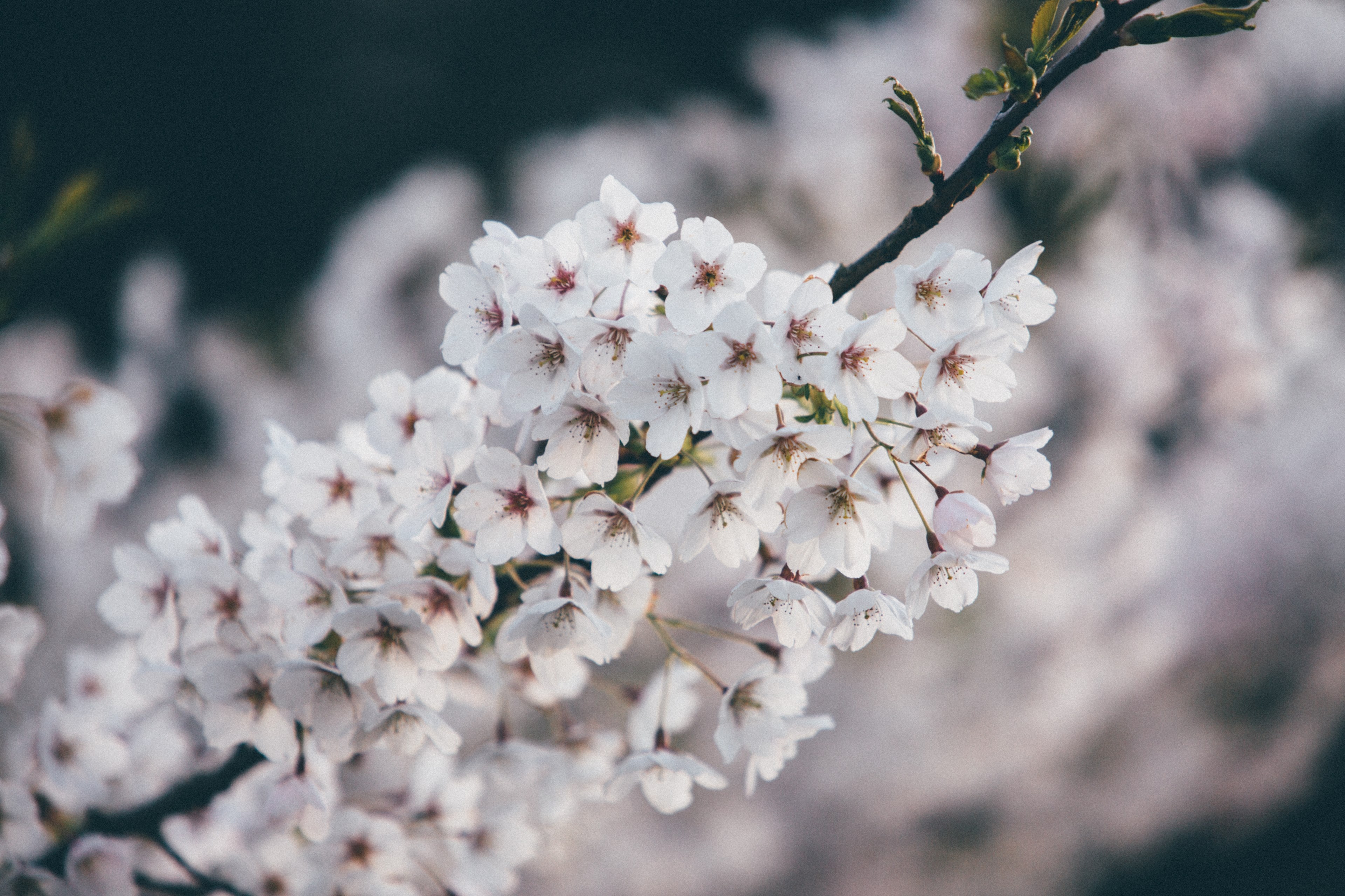 close up of white blossom on a thin branch, thin branch with white blossom 4k, HD Wallpaper