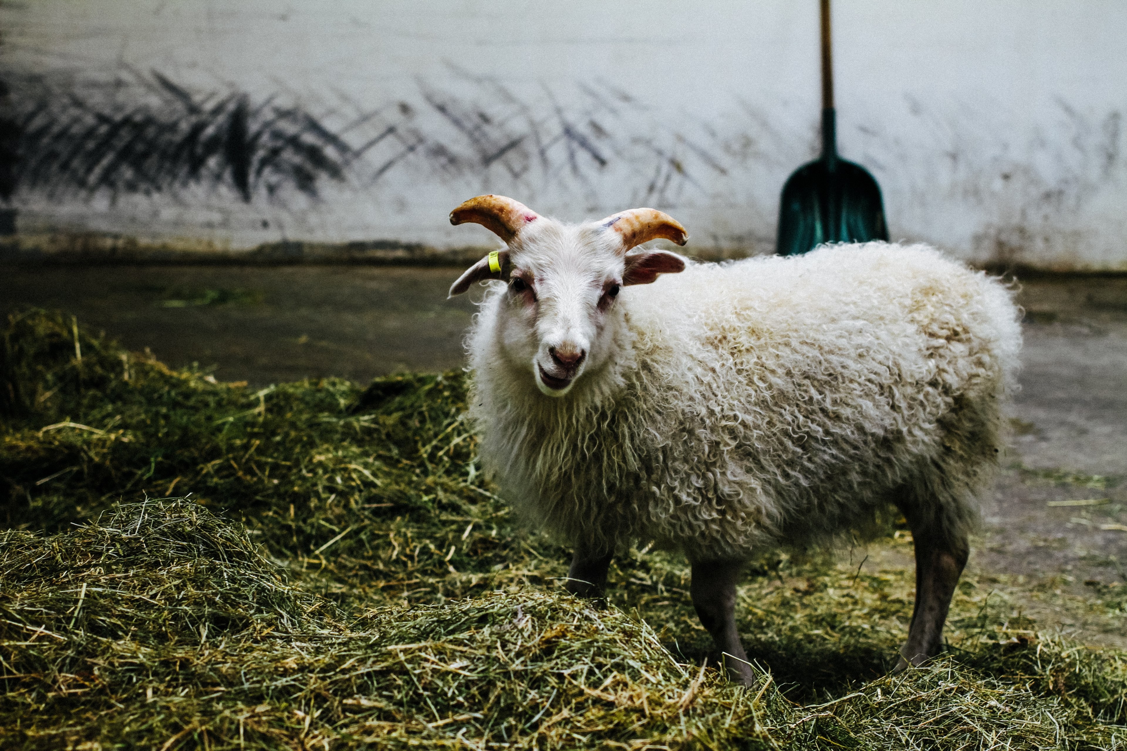 sheep ram horns and wool 4k, HD Wallpaper