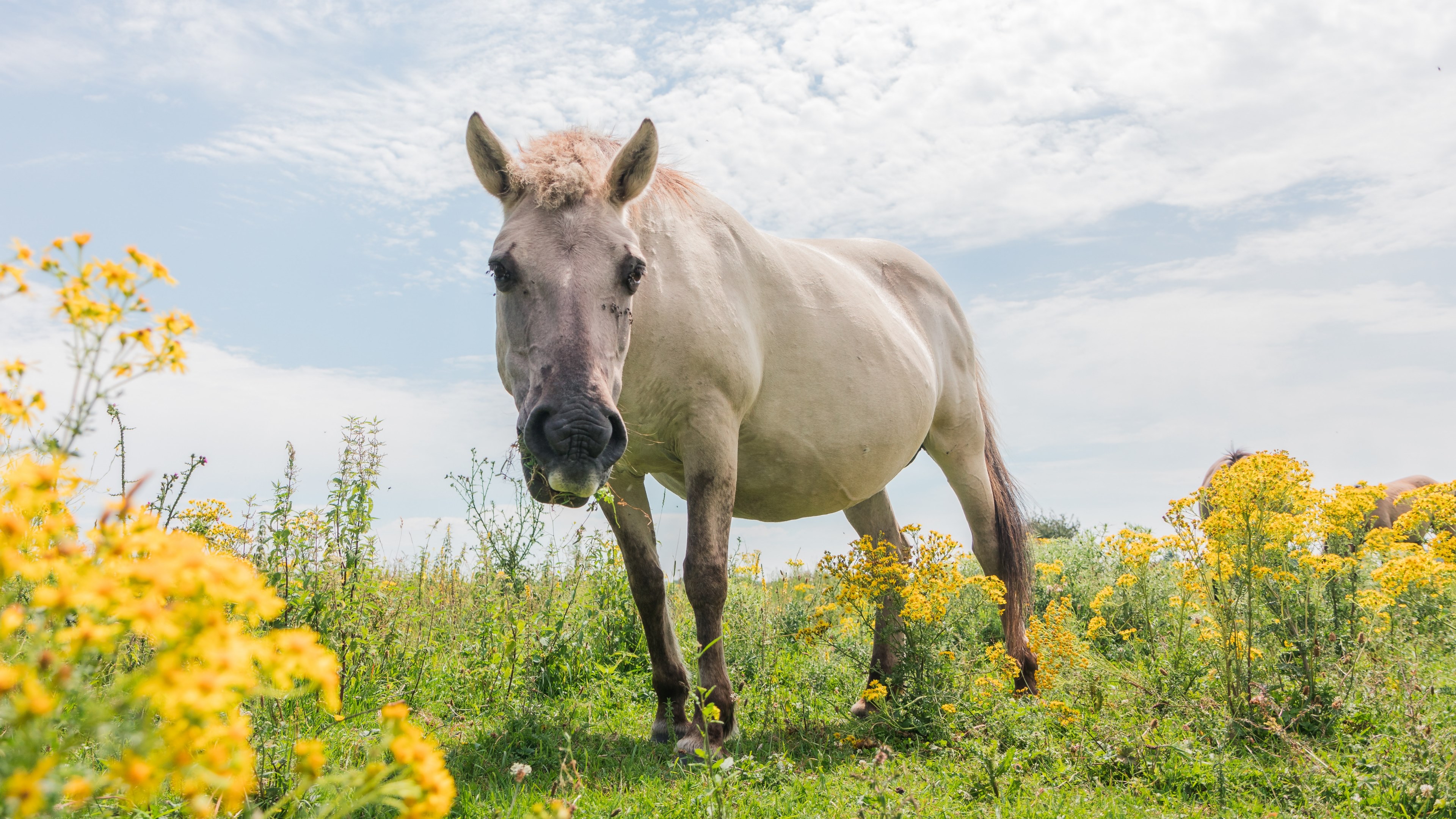 spotting the konik horse 4k, HD Wallpaper