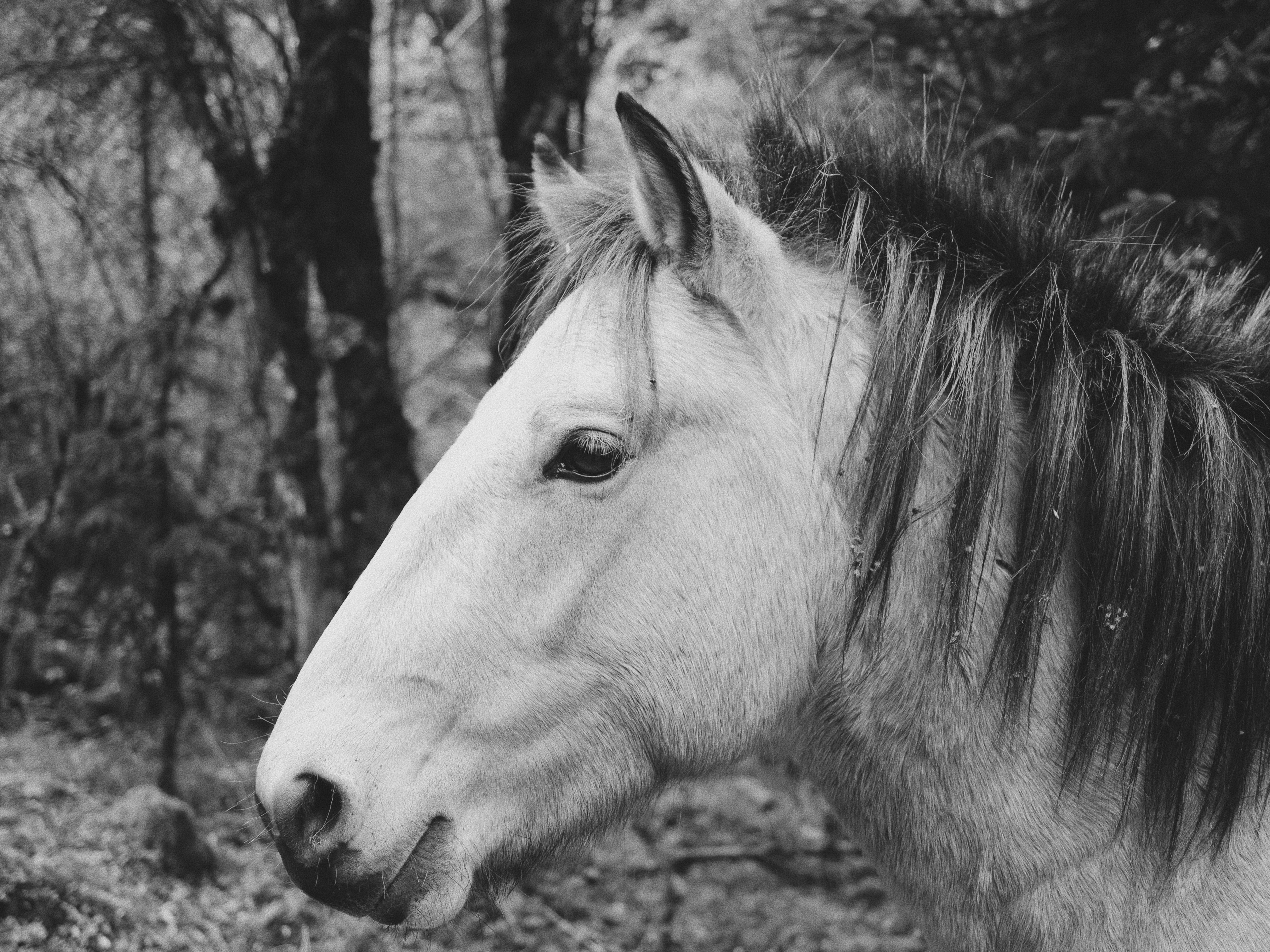 horse pony white and tree 4k, HD Wallpaper