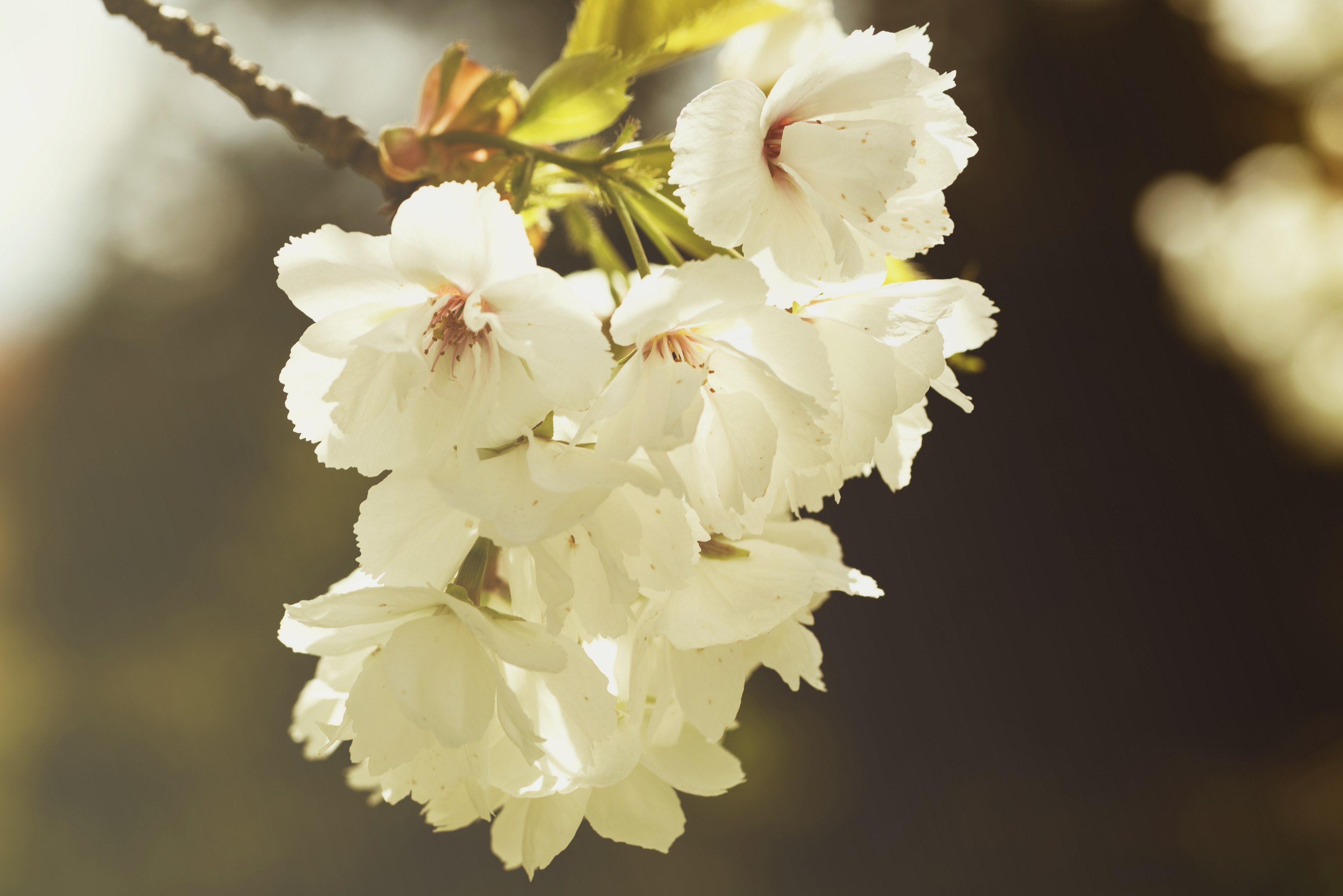 a close up of a large cluster of white blossom, white blossom clump 4k, HD Wallpaper