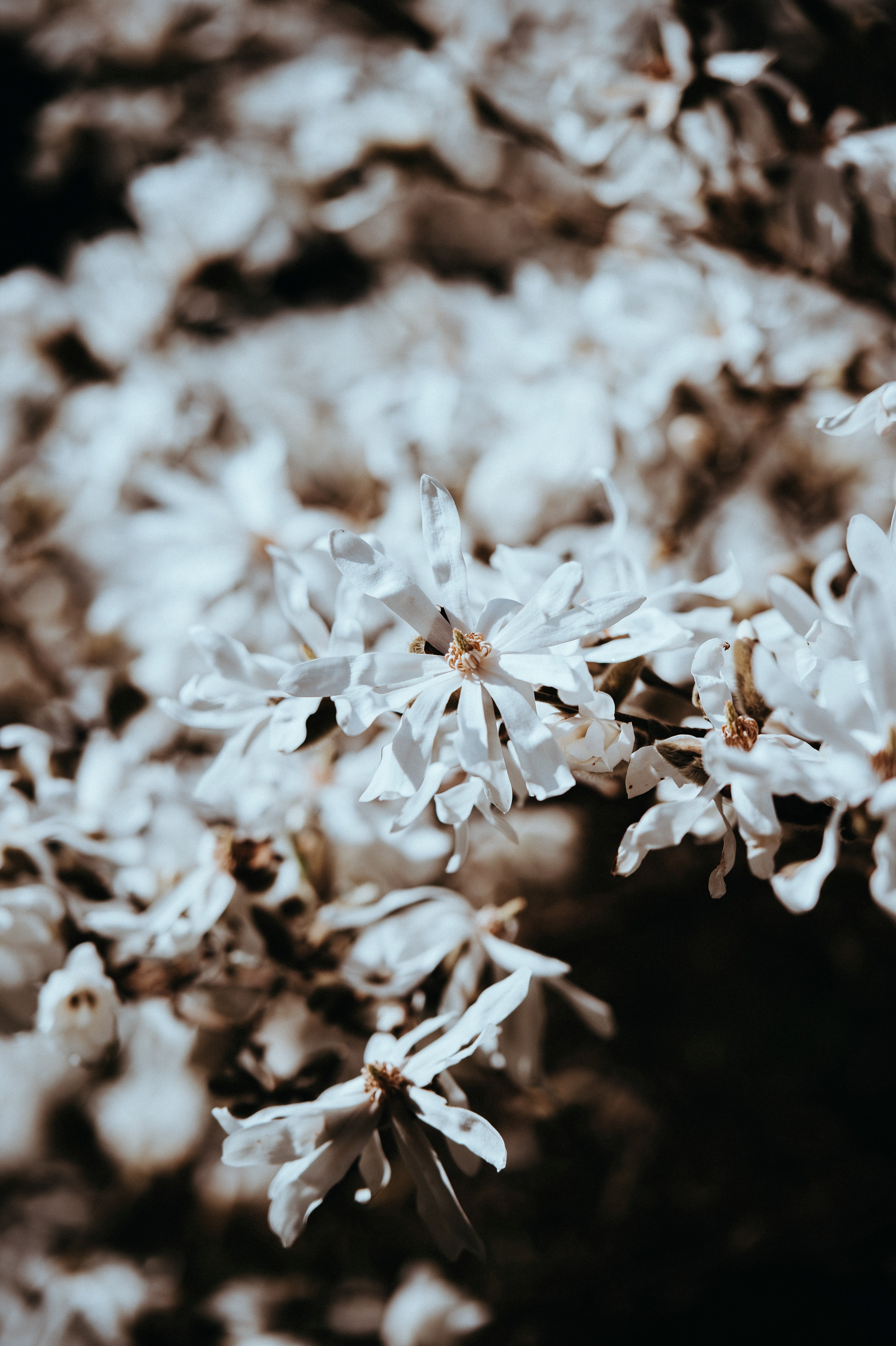flower garden petal and bloom hd, 4k, Phone HD Wallpaper