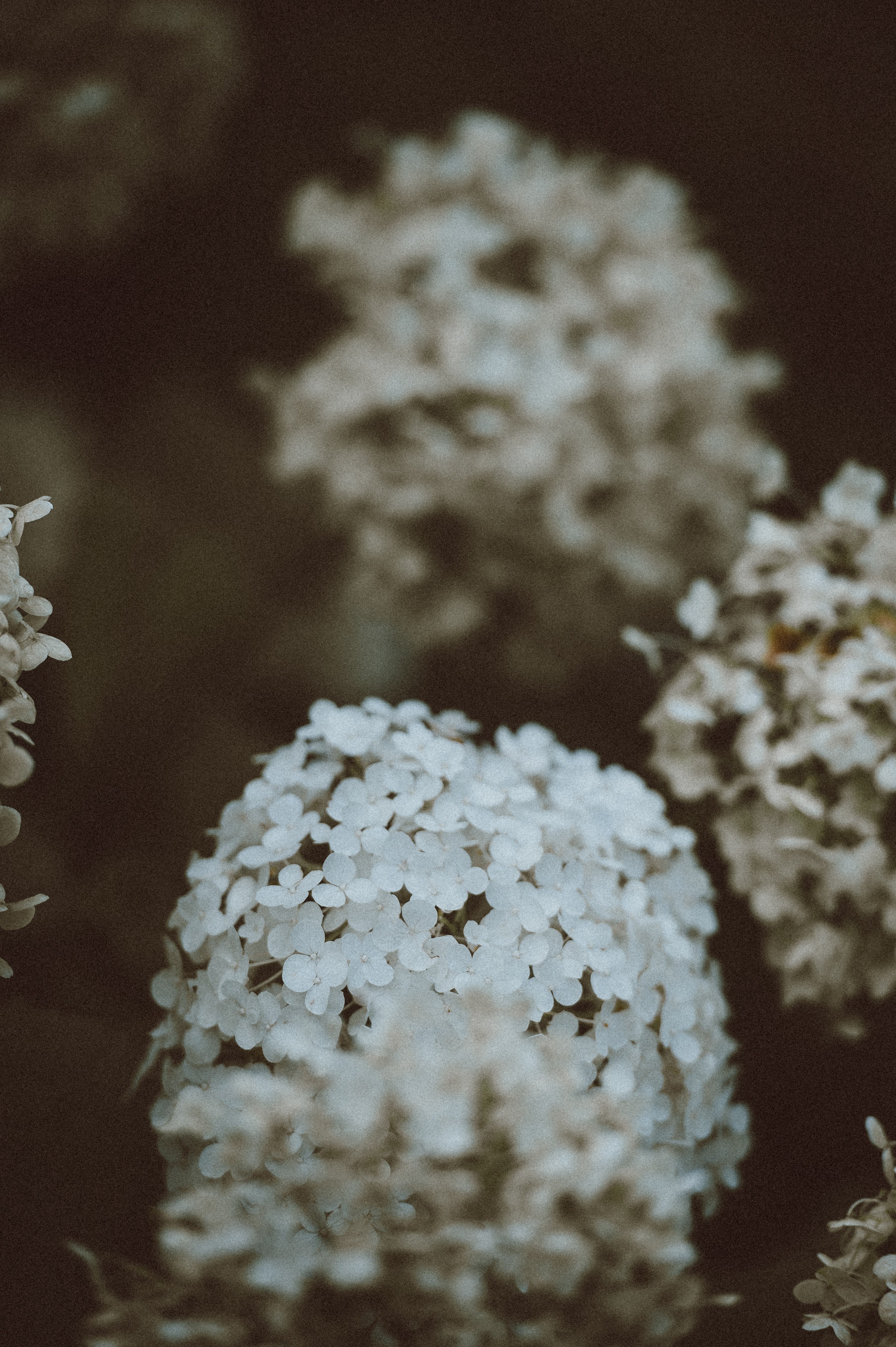 flower plant blossom and in bloom hd, 4k, Phone HD Wallpaper