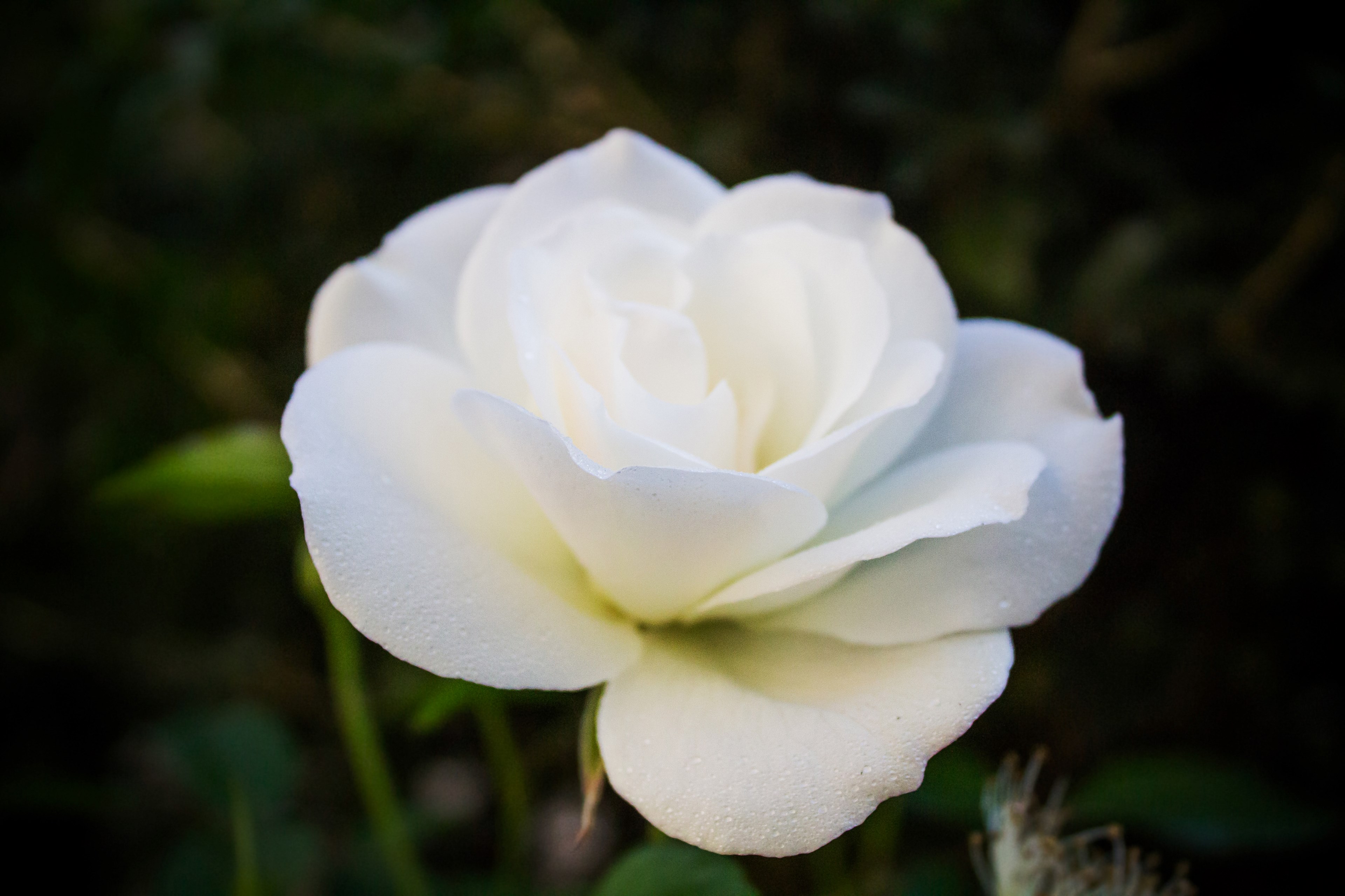 a delicate white rose with tiny waterdrops on its petals, moist white rose 4k, HD Wallpaper