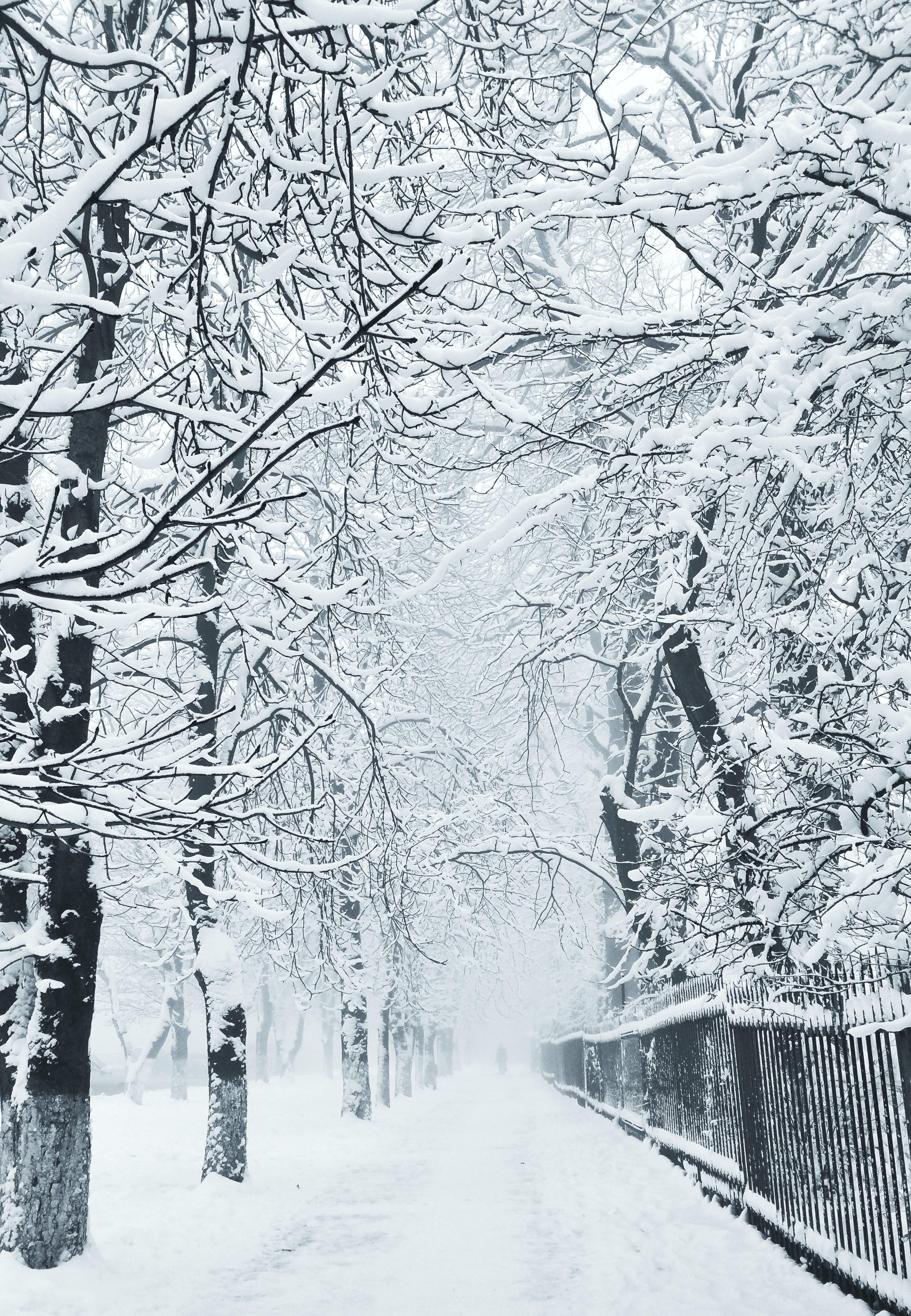 snow tree park and woodland hd, 4k, Phone HD Wallpaper