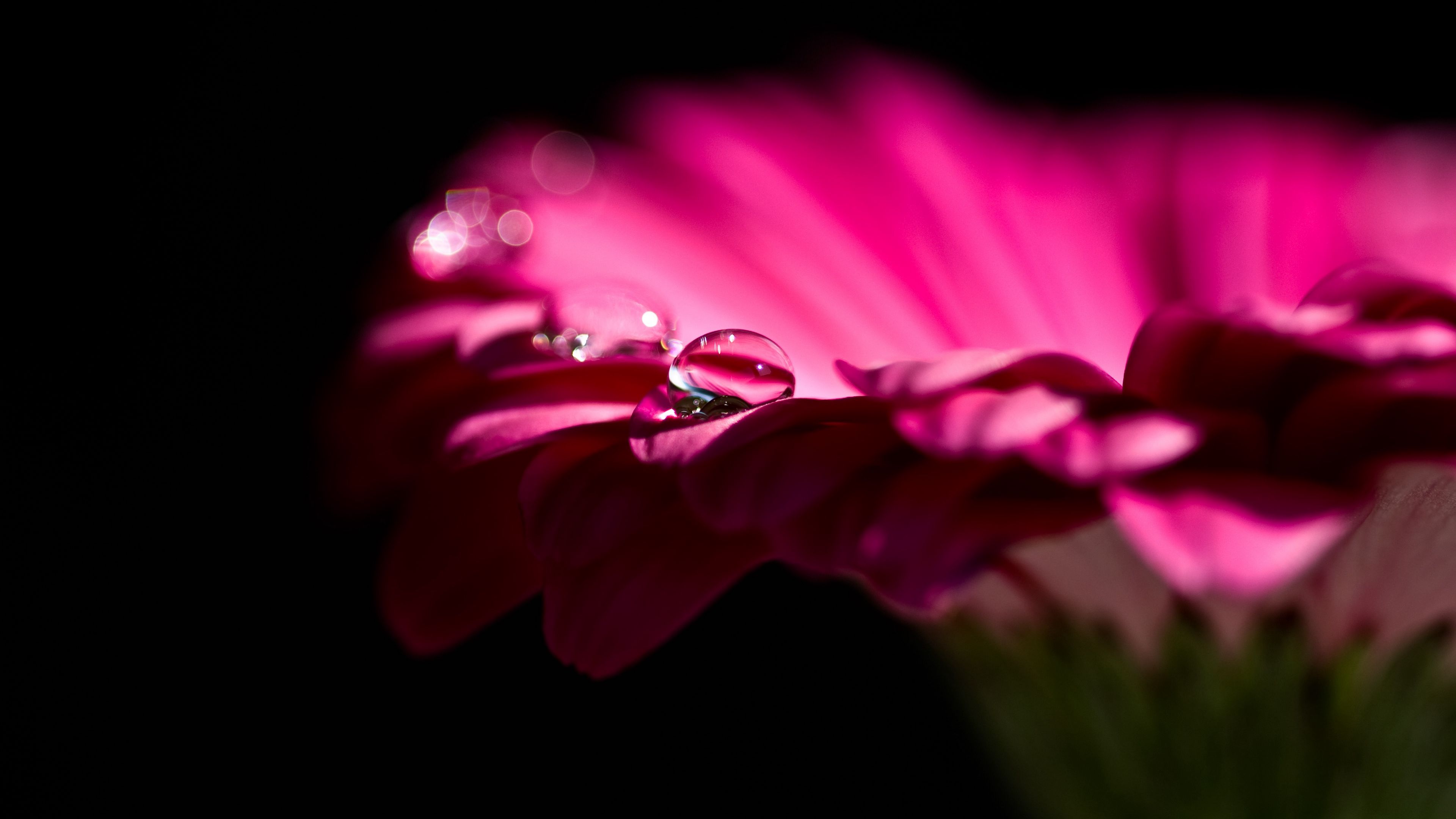 gerbera, flower, petals, bud, drop, 4k, HD Wallpaper