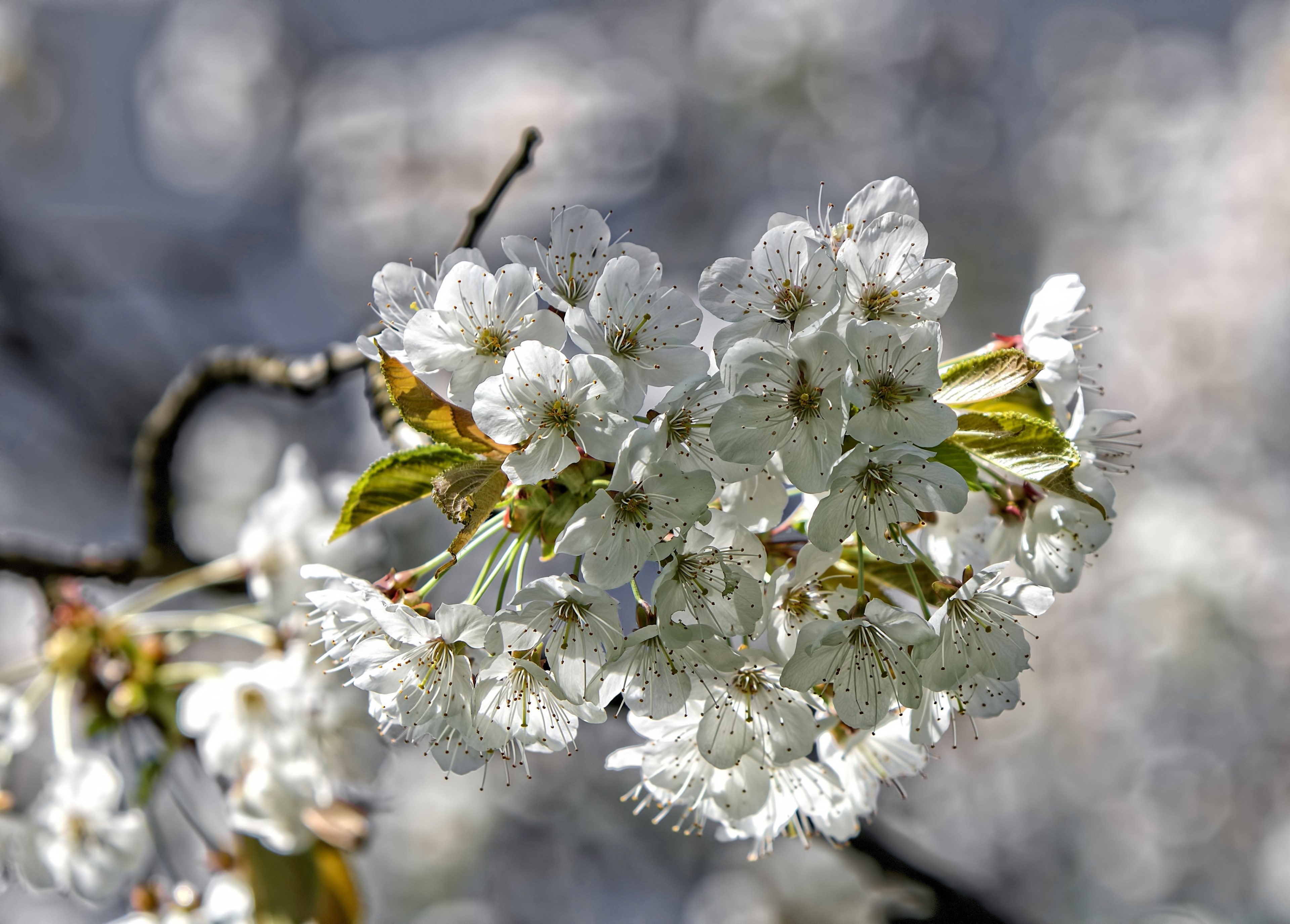 spring explosion 4k, HD Wallpaper