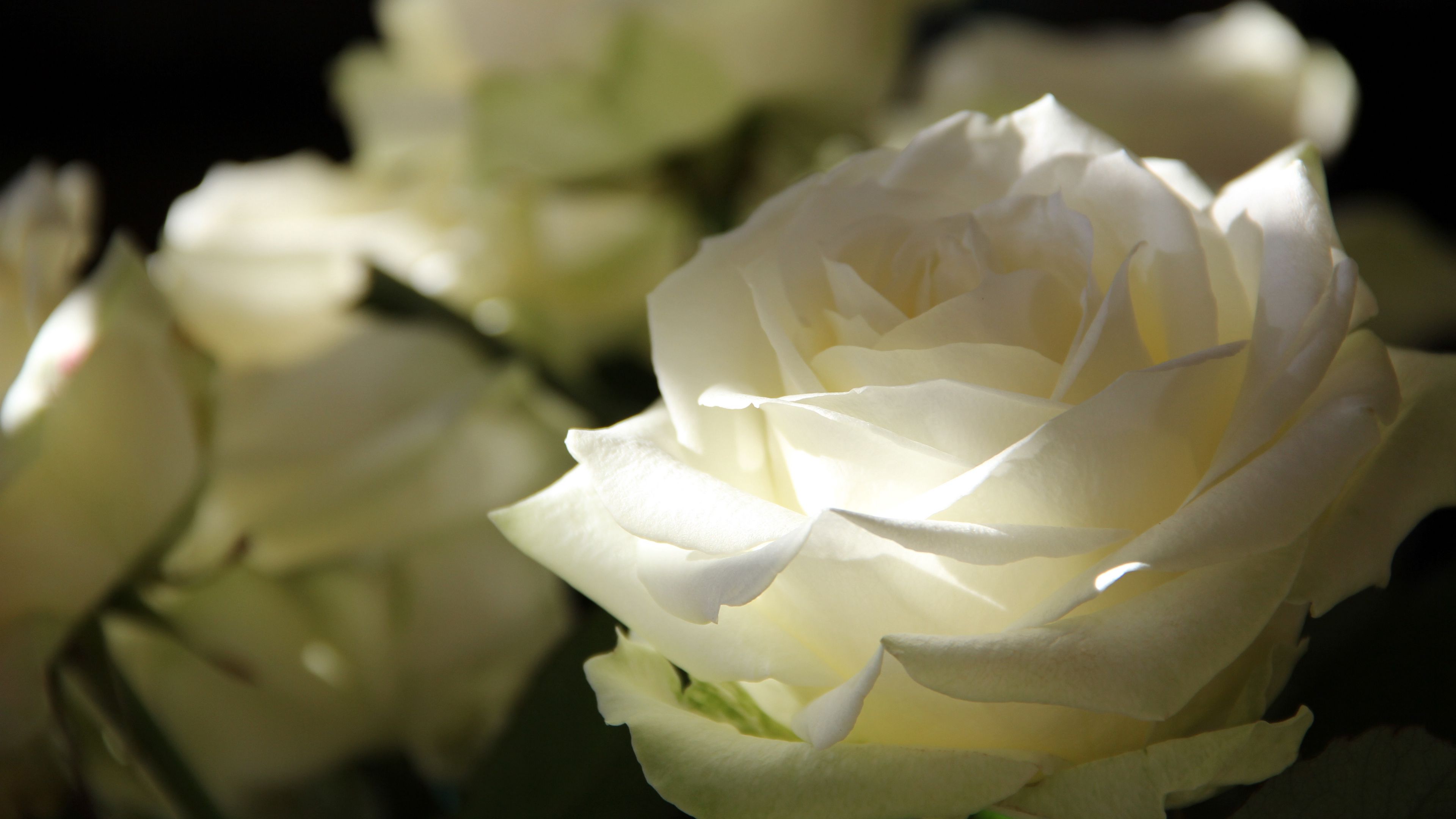 roses, petals, bud, 4k, HD Wallpaper