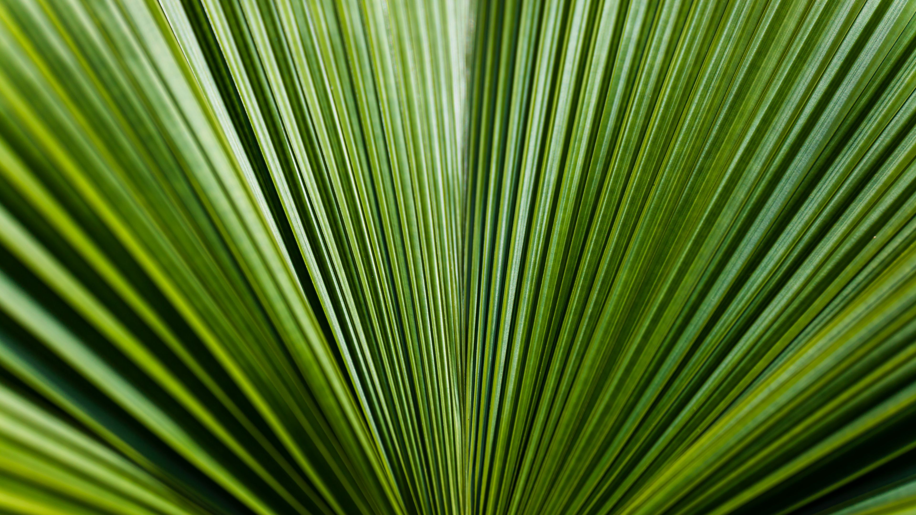 leaf, green, stripes, 4k, HD Wallpaper
