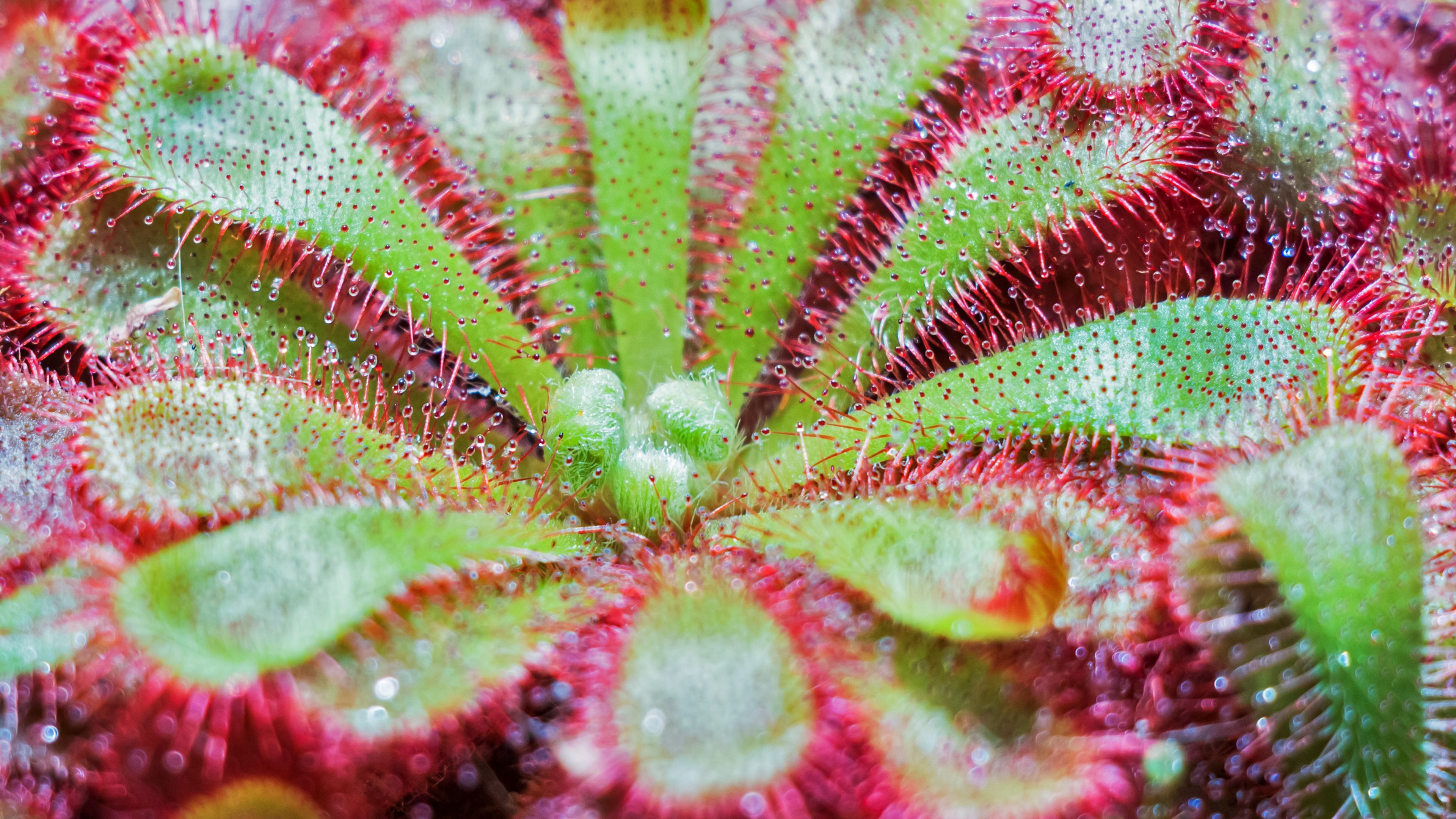 drosera spatulata, plant, close-up, surface, 4k, HD Wallpaper