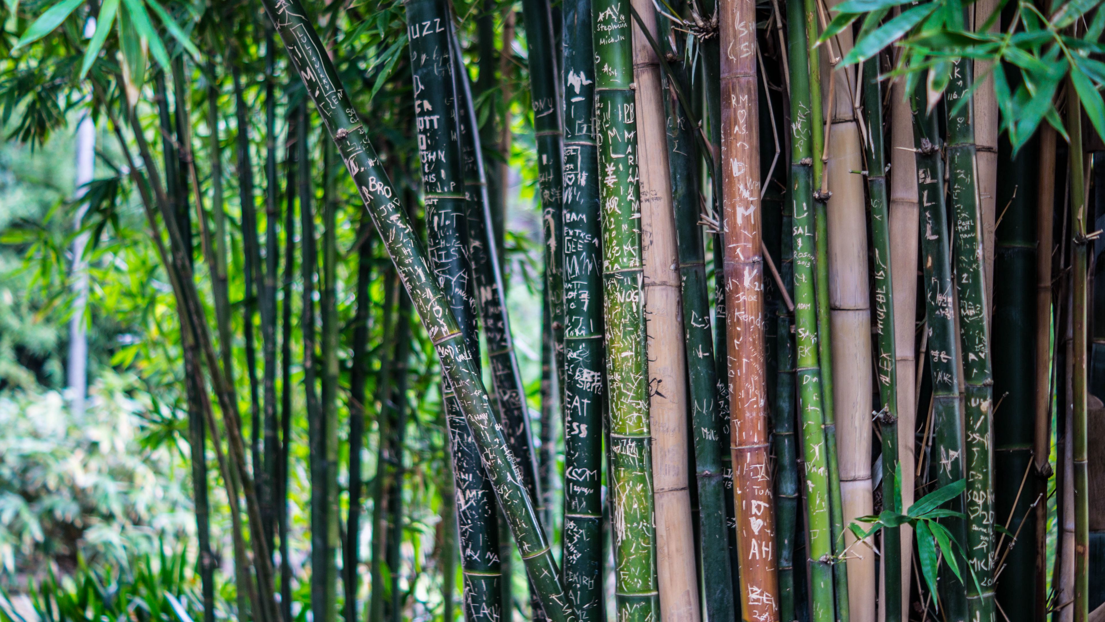 bamboo, plant, inscriptions, 4k, HD Wallpaper