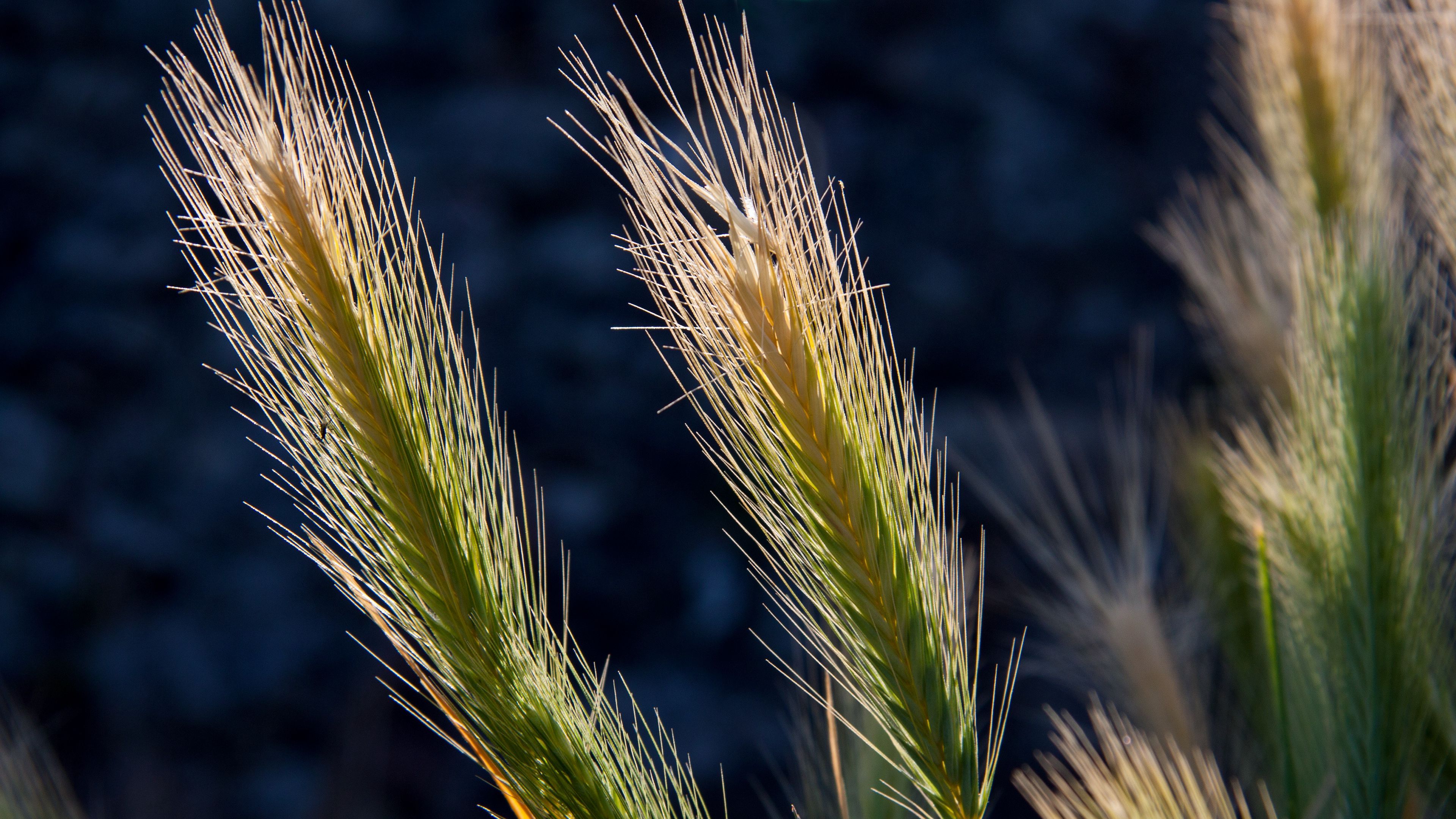 cereals, plant, light, 4k, HD Wallpaper