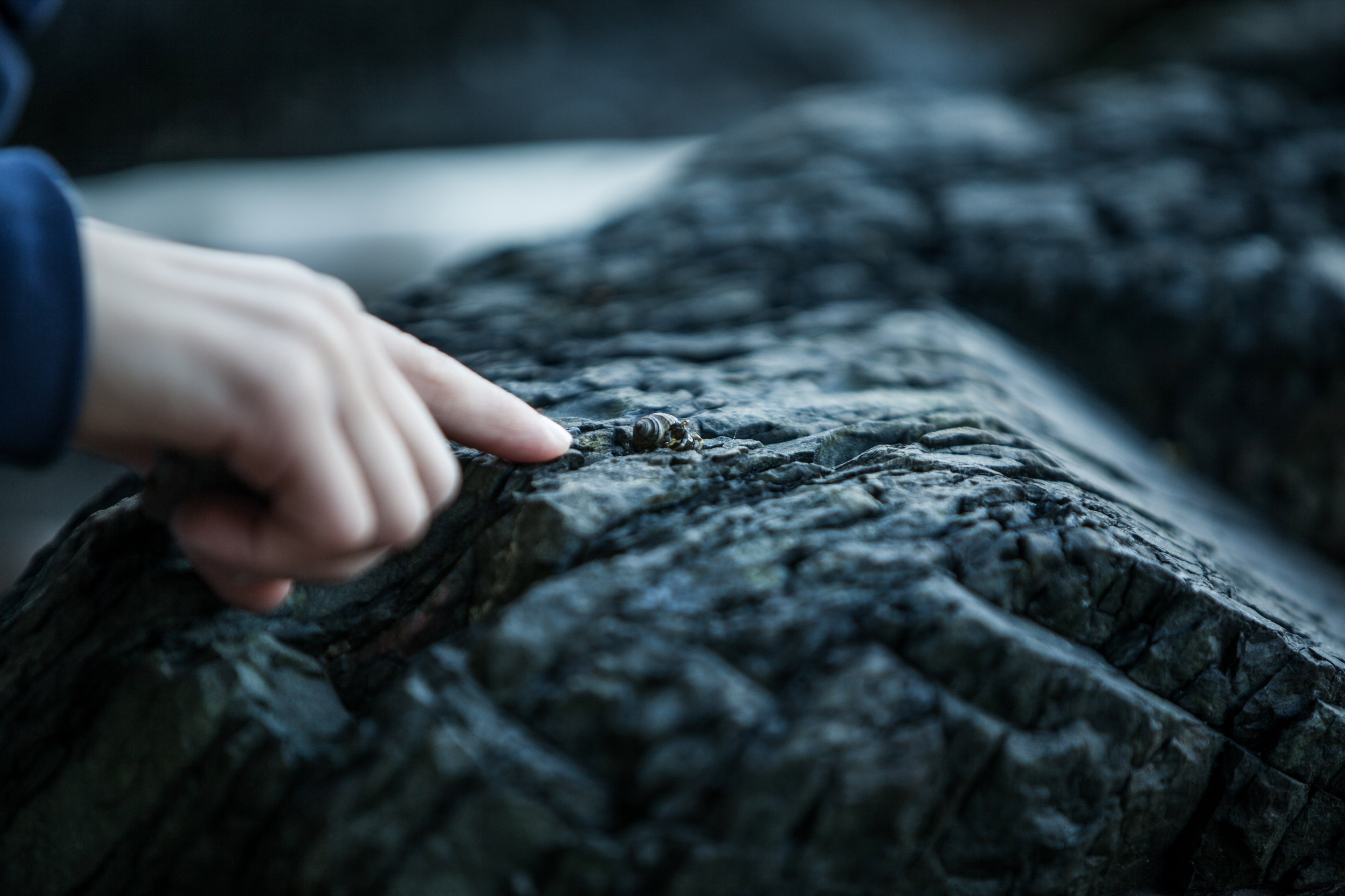hermit crab hand beach and stone 4k, HD Wallpaper