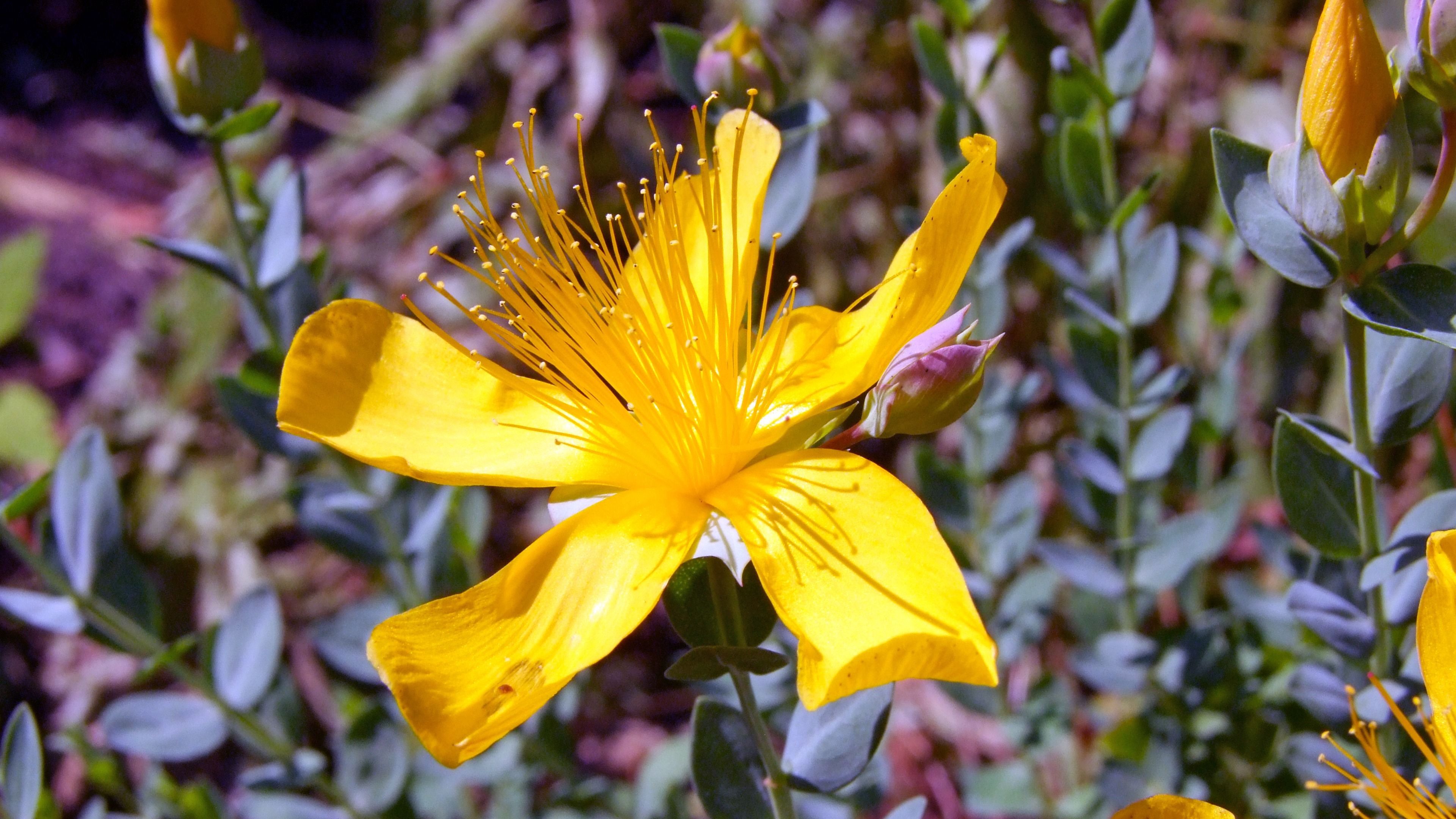 hypericum, flowers, buds, petals, 4k, HD Wallpaper