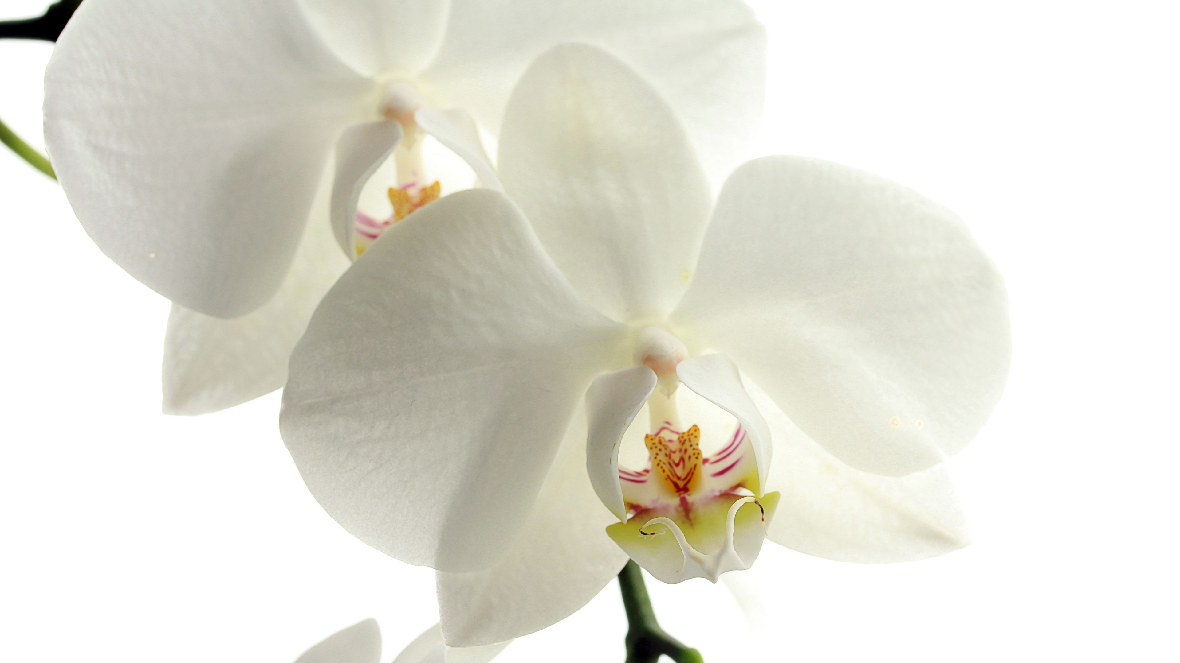 orchid, flower, petals, 4k, HD Wallpaper